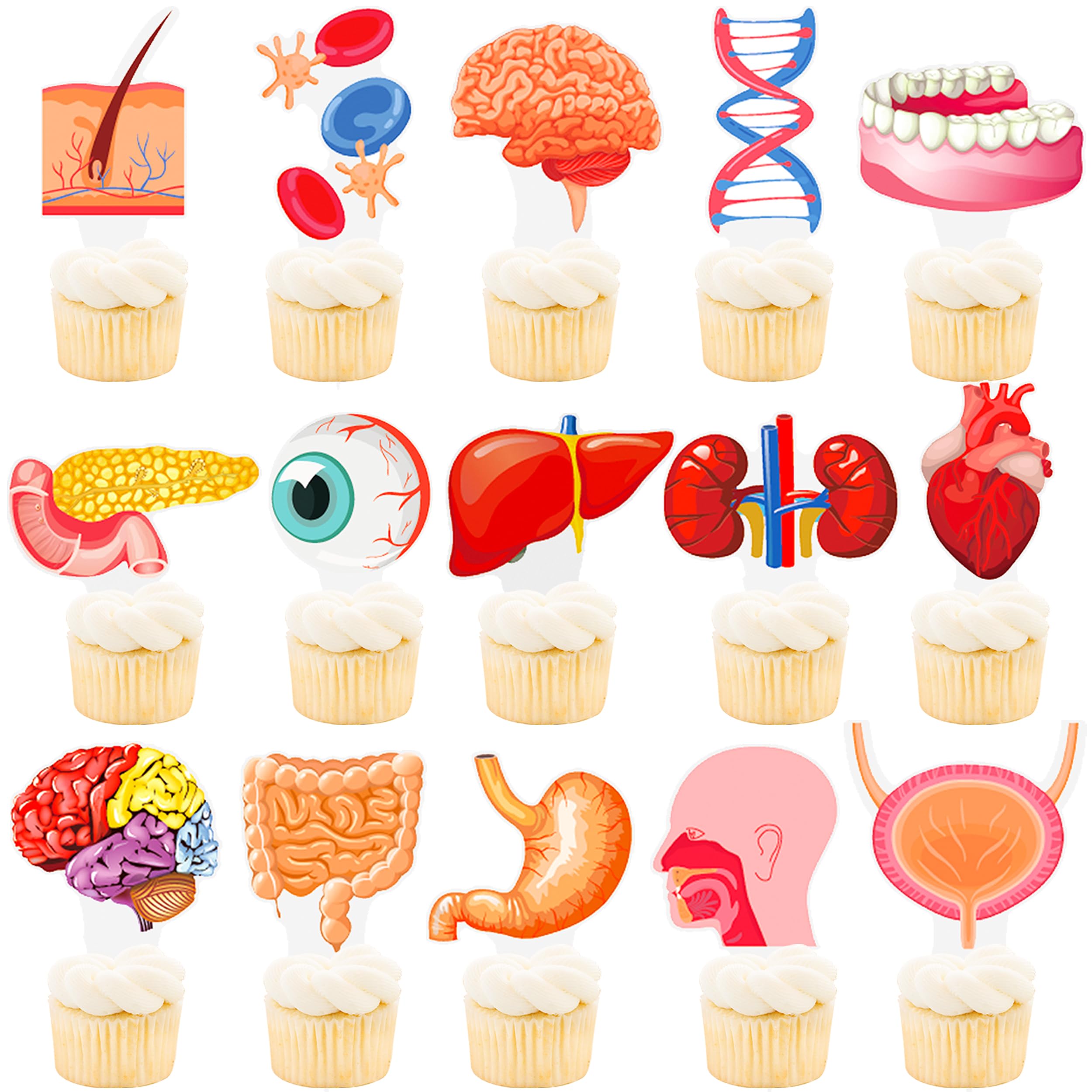 48Pcs Human Anatomy Party Cupcake Toppers Human Anatomy Body Part Birthday Party Decoration Human Anatomy Theme Cupckae Toppers for Doctor Nurse Birthday Party Baby Shower Supplies