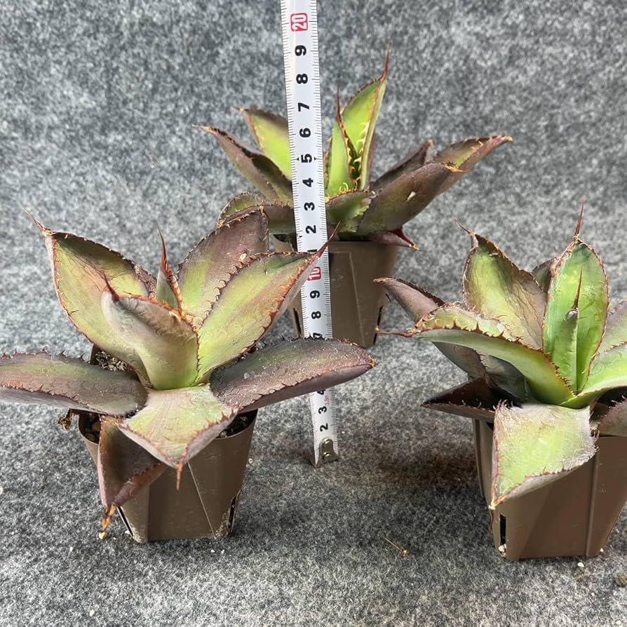 ①アガベ イリュージョン ボビコルヌータxピグマエア Hidden agave 残1]アガベ イリュージョン ボビコルヌータxピグマエア Hidden