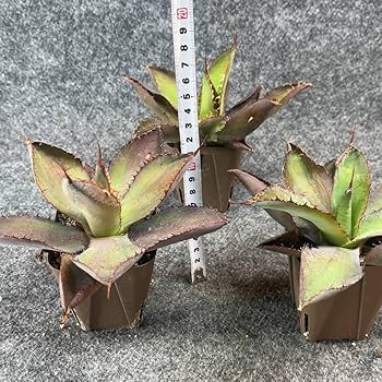 アガベ カウズホーン斑入り　6寸ポット 楽天市場】アガベ、カウズホーン、「アガベ ボビコルヌータ