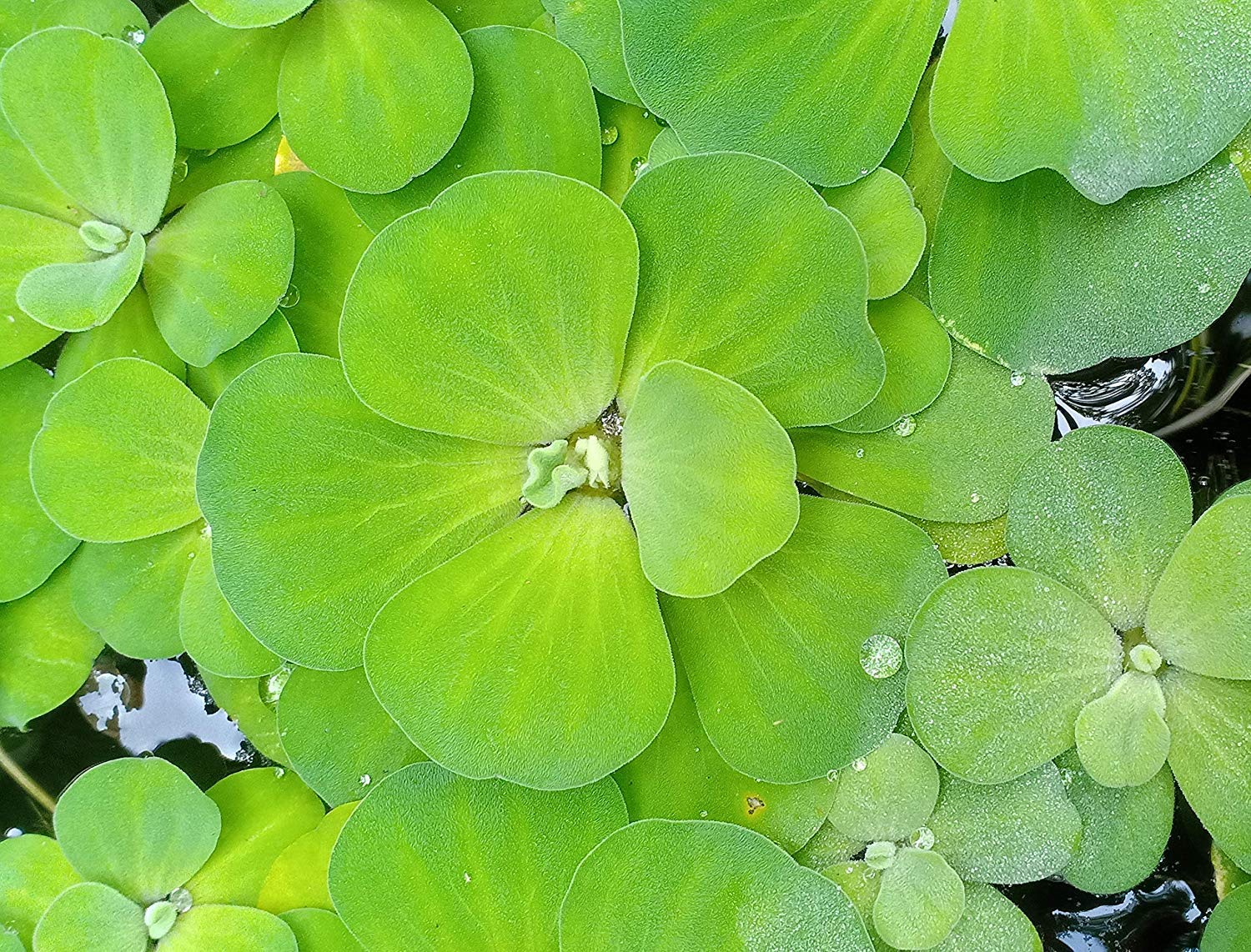 water lettuce (water cabbage plant) for ponds (B0CB4XSN8T) Amazon Price History, Amazon Price Tracker