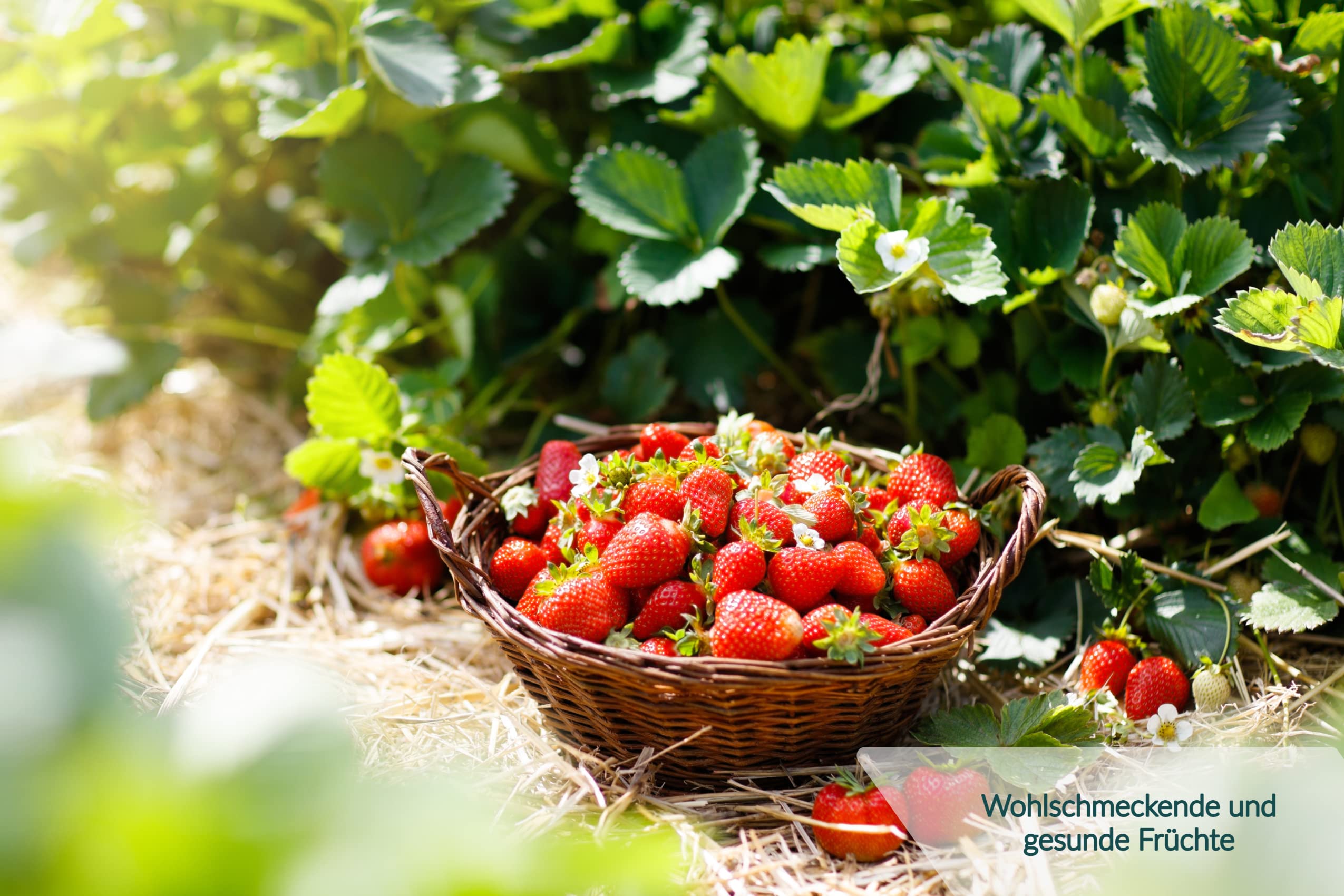 Beerendünger Tomatendünger Gurkendünger Gemüsedünger (20 kg (2 x 10 kg))