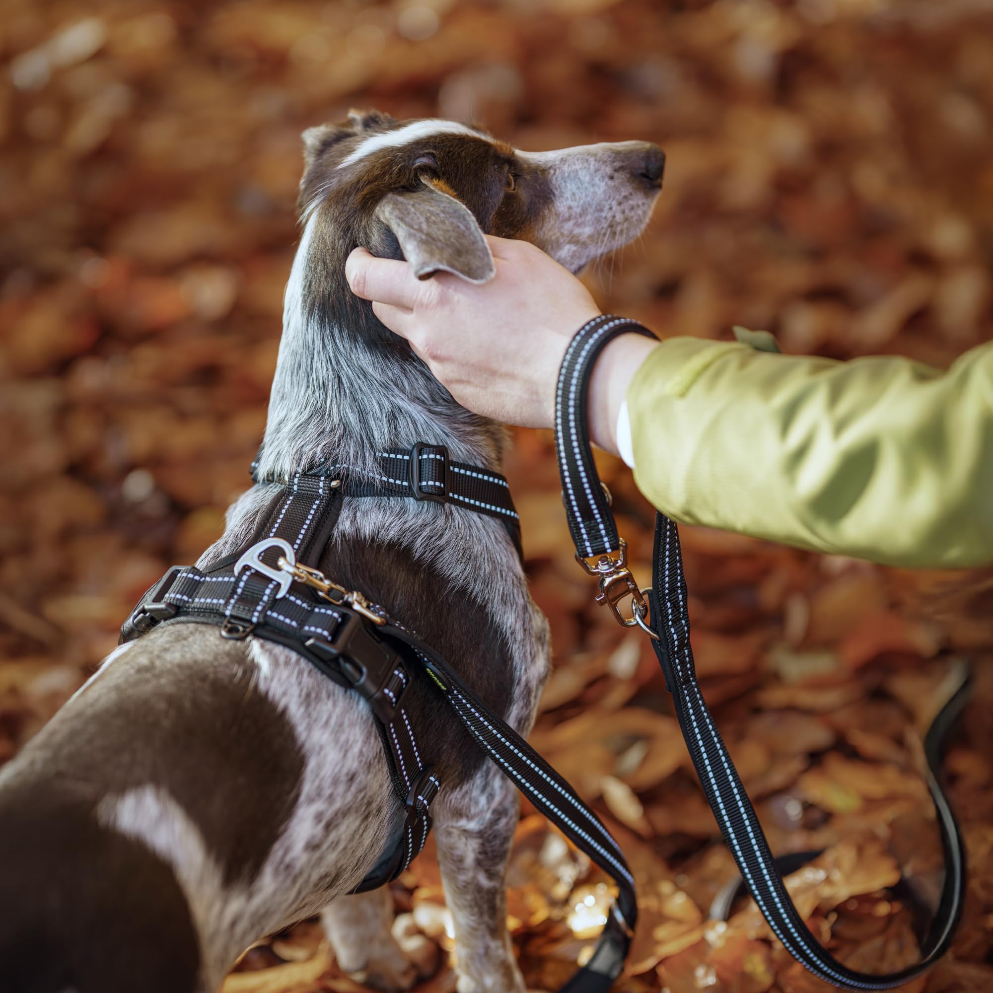 Amigo Correa para Perro 2,2 M, para Perros Grandes y Muy Grandes, Ajustable Reflectante de Nylon, Mosquetón Sólido y Herrajes Metálicos, Ligera, Secado Rápido, Resistente a Humedad y UV