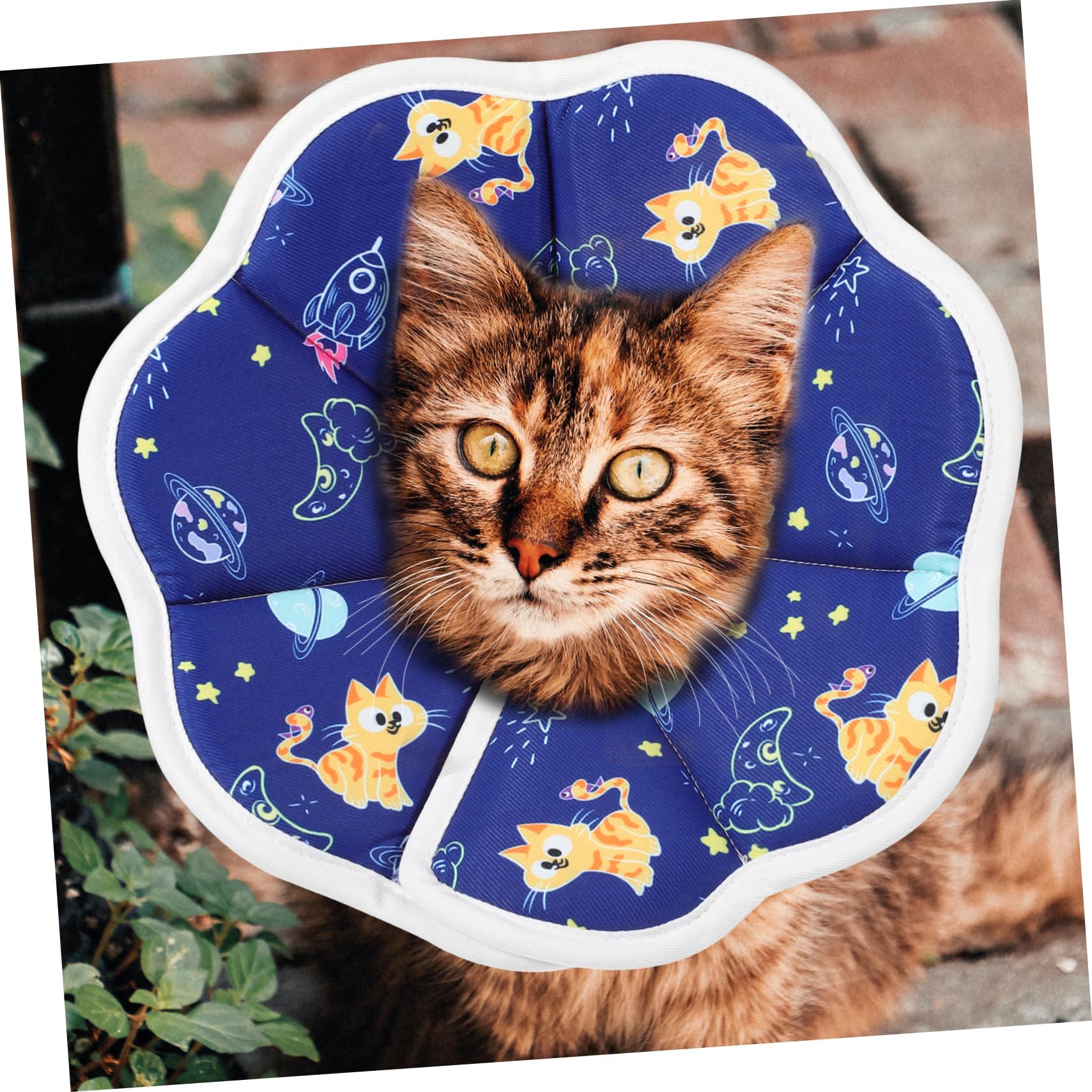4 Pz coni per gatti dopo l'intervento da compagnia elisabettiano collare per il recupero del gatto collarino cane cucciolo collarini gattini gattino spugna POPETPOP