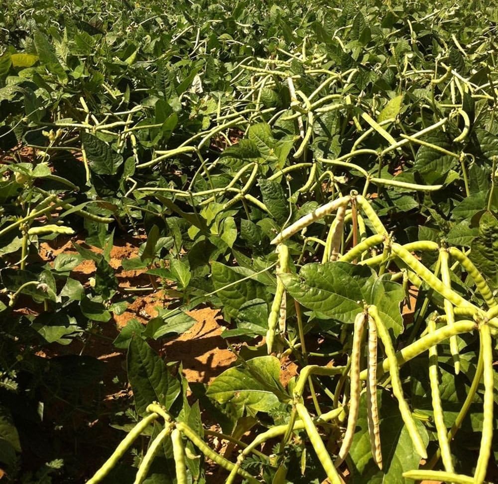 Mississippi Silverskin Crowder Southern Pea Cowpea Garden