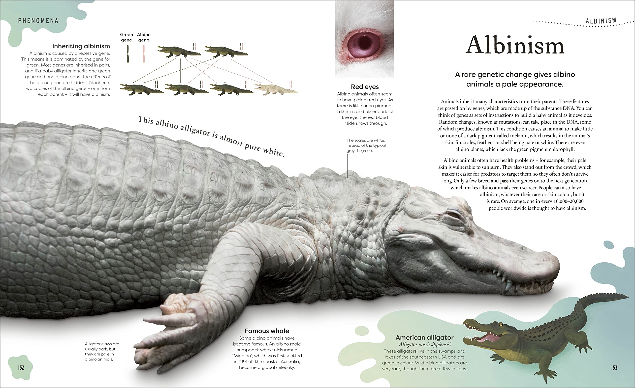 Weird and Wonderful Nature: Tales of More Than 100 Unique Animals, Plants, and Phenomena (DK Treasures)