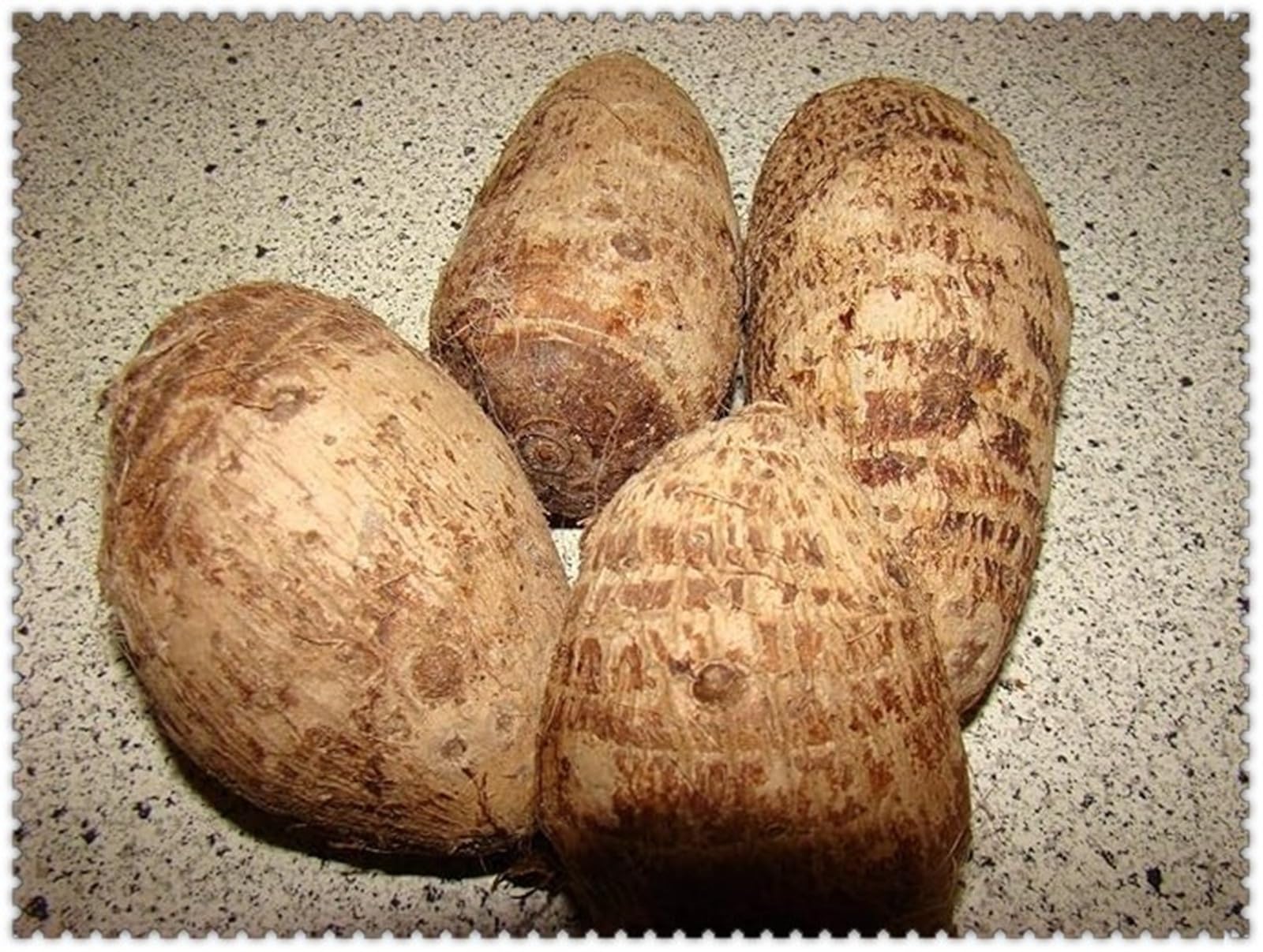 Bellissimo Rizoma Di Orecchie di Elefante, Resistenti Al Freddo E Alla Siccità, Facile Da Coltivare, Adatto A Primavera E Autunno-5 rizoma-A