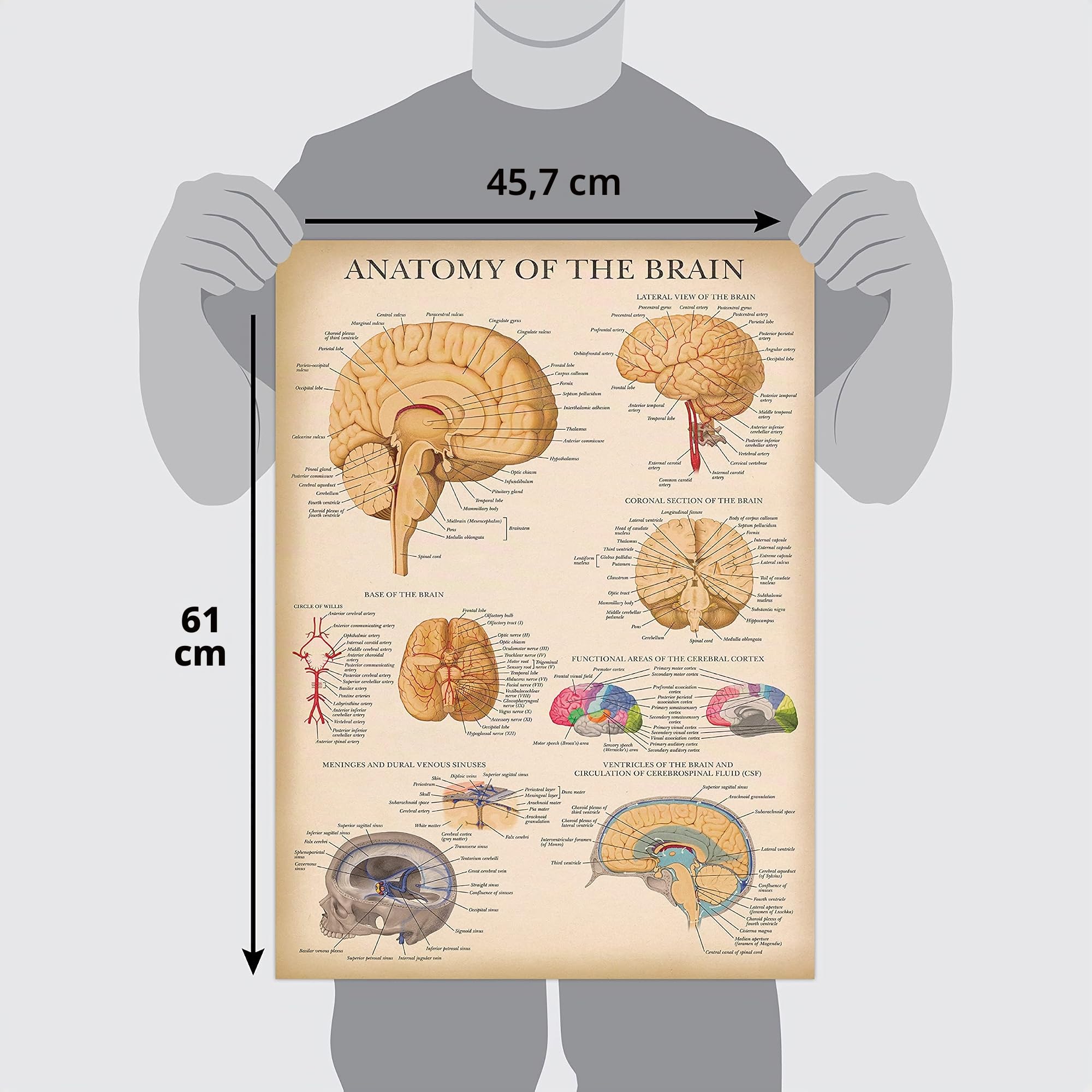 Palace Learning Lot de 2 affiches vintage sur le système nerveux et l'anatomie du cerveau – Lot de 2 graphiques anatomiques – Laminé 45,7 x 61 cm