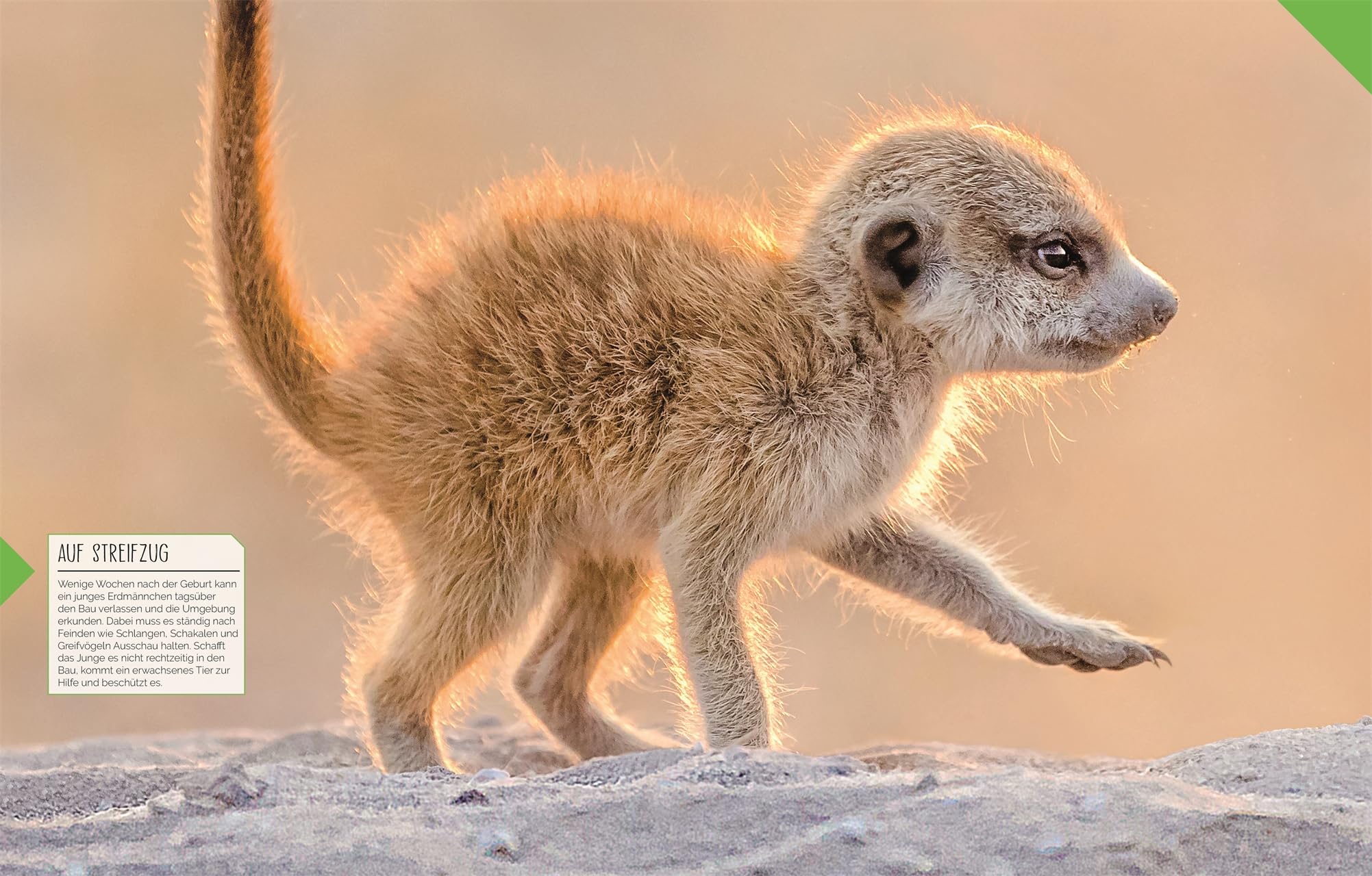Tierkinder der Wildnis: Schau zu, wie Koala, Otter und Giraffe ihre Welt entdecken! Sachbuch mit großformatigen Fotografien und spannendem Wissen über Tierbabys. Für Kinder ab 5 Jahren