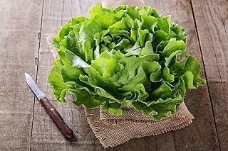 500 Buttercrunch Lettuce Seeds for Planting - Heirloom Non-GMO Vegetable Seeds - 85% Germination