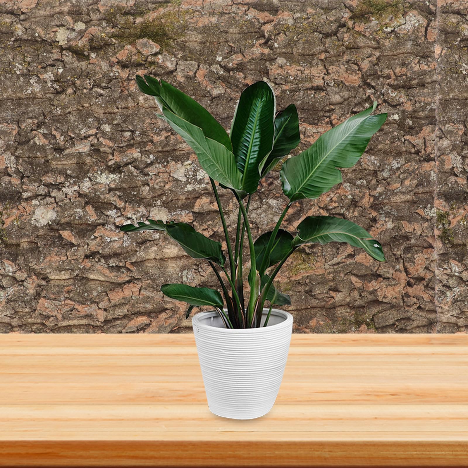 BESPORTBLE Cubierta de Corcho Natural para Ambientación de Terrarios, Plataforma Estable para Reptiles, Protección contra Humedad, Panel de Pared para Acuarios y Terrarios