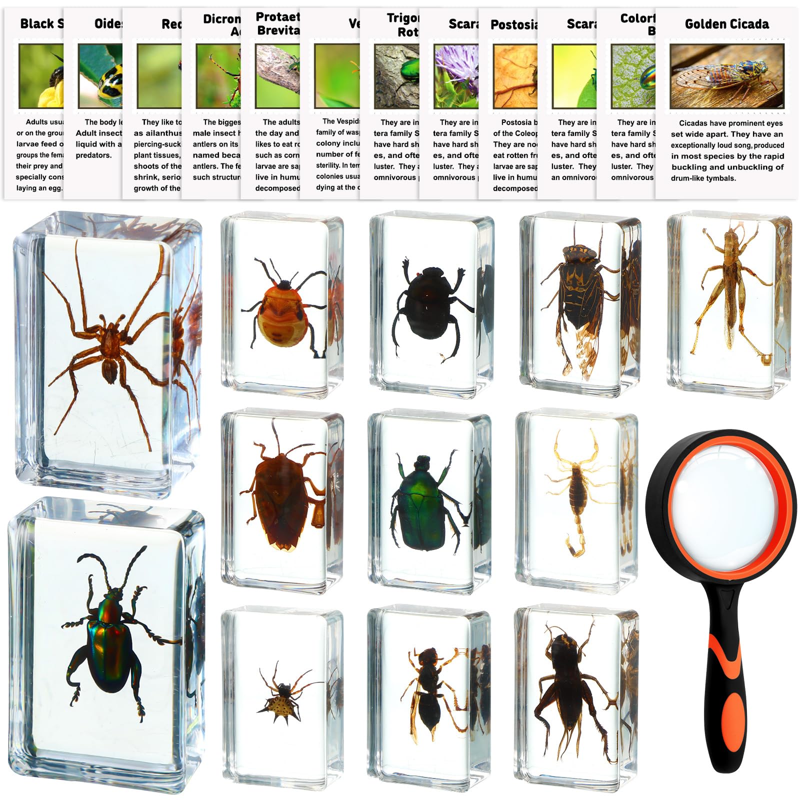 12 Pcs Insect in Resin Specimen Bugs Discovery Kit Collection Paperweight Bug with Information Flash Cards Preserved in Resin with 10x Magnifier for Scientific Educational Display Supplies