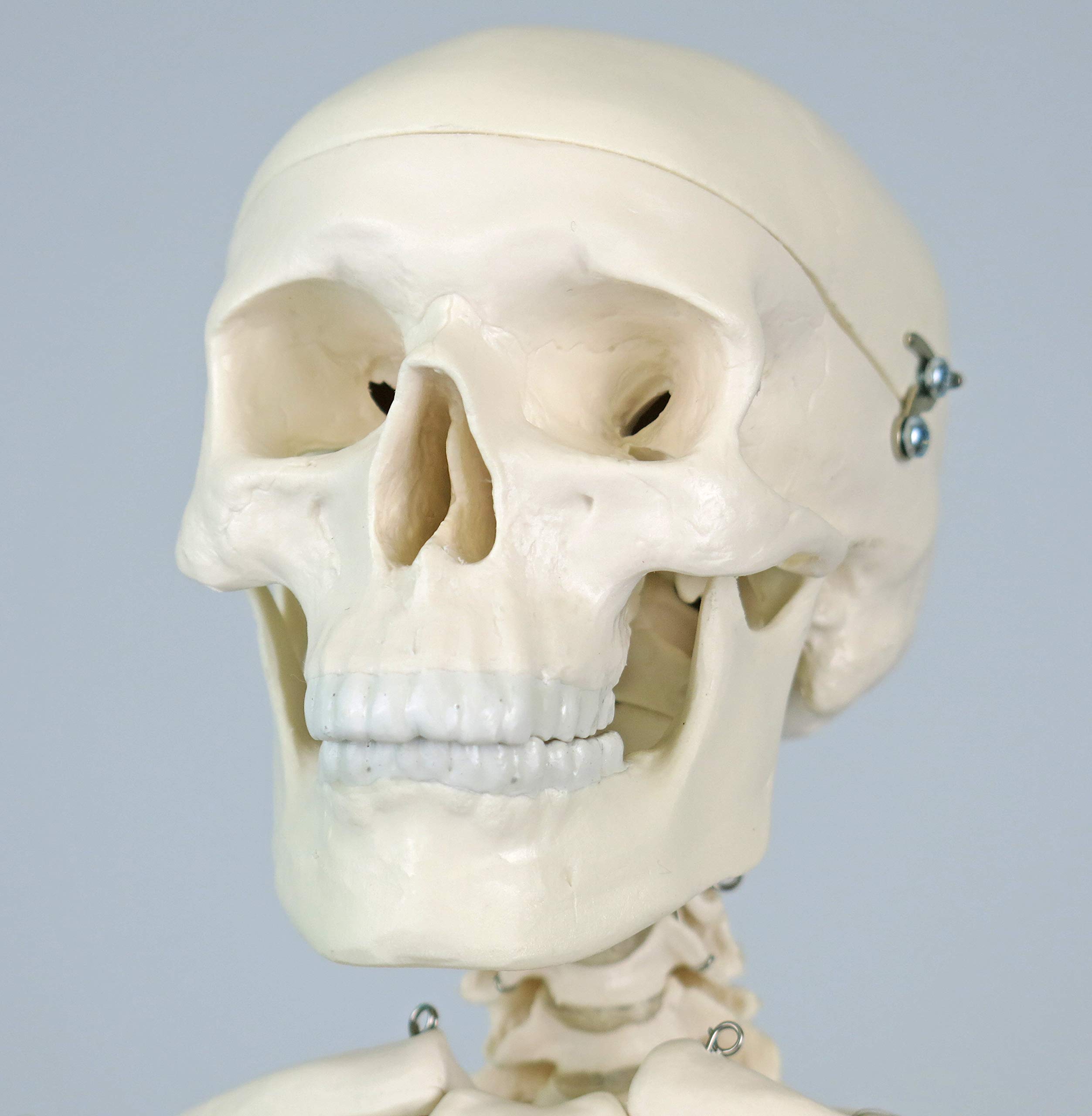 3B Scientific kleines Menschenskelett, Modell „Shorty“, Becken montiert auf einem Sockel A18 + kostenlose Anatomie-Software - 3B Smart Anatomy (evtl. nicht in deutscher Sprache)