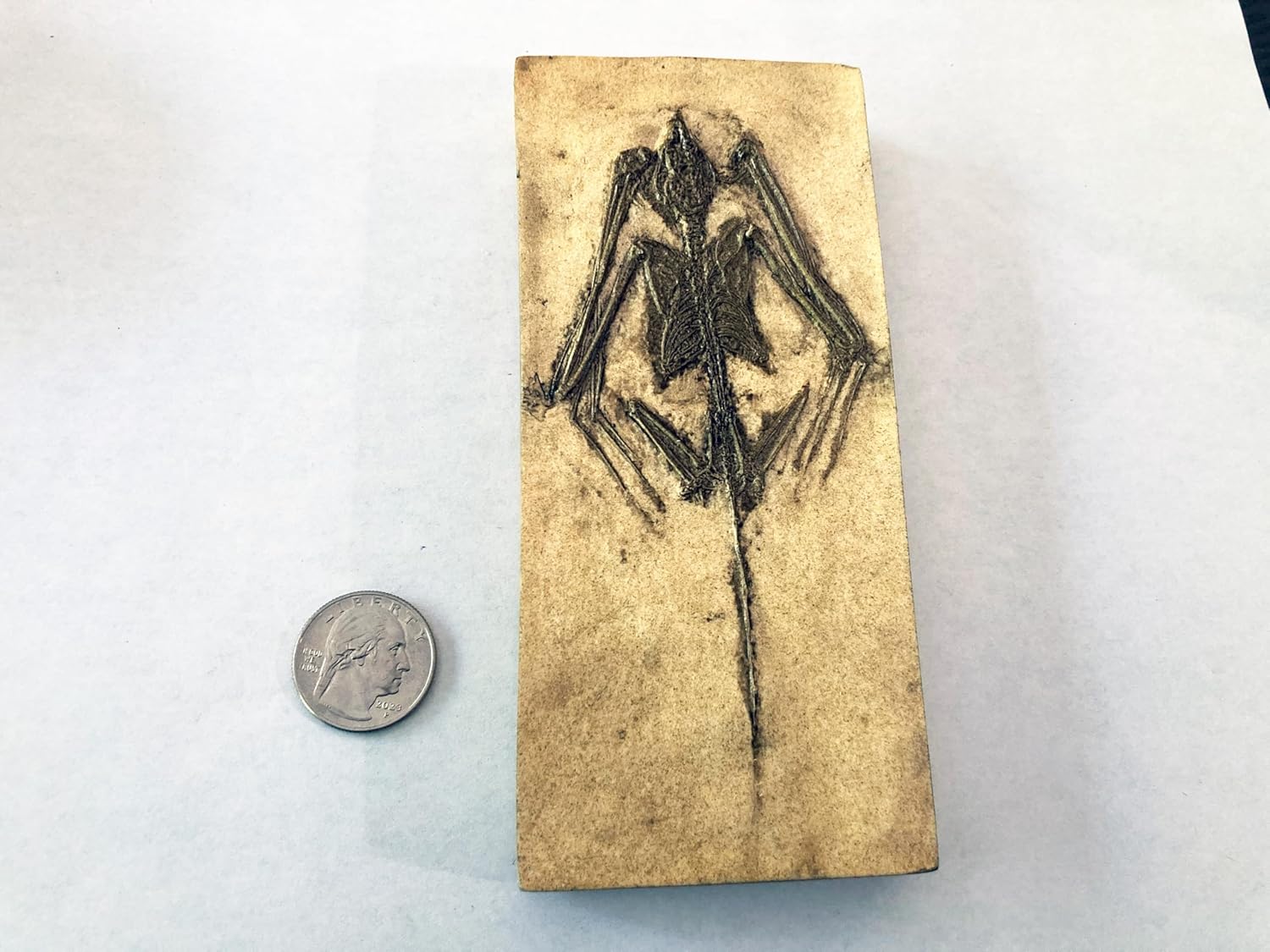 Bat Skeleton Fossil Replica Plaque – Early Eocene Mammal from Green River Formation – 5.25" x 2.625" Cast Replica