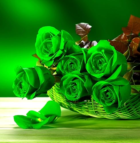 Miniatura 5 de CHUXAY GARDEN Semillas de rosas verdes, 100 semillas de flores preciosas verdes raras, arbustos, plantas con flores, jardinería fragante que crece