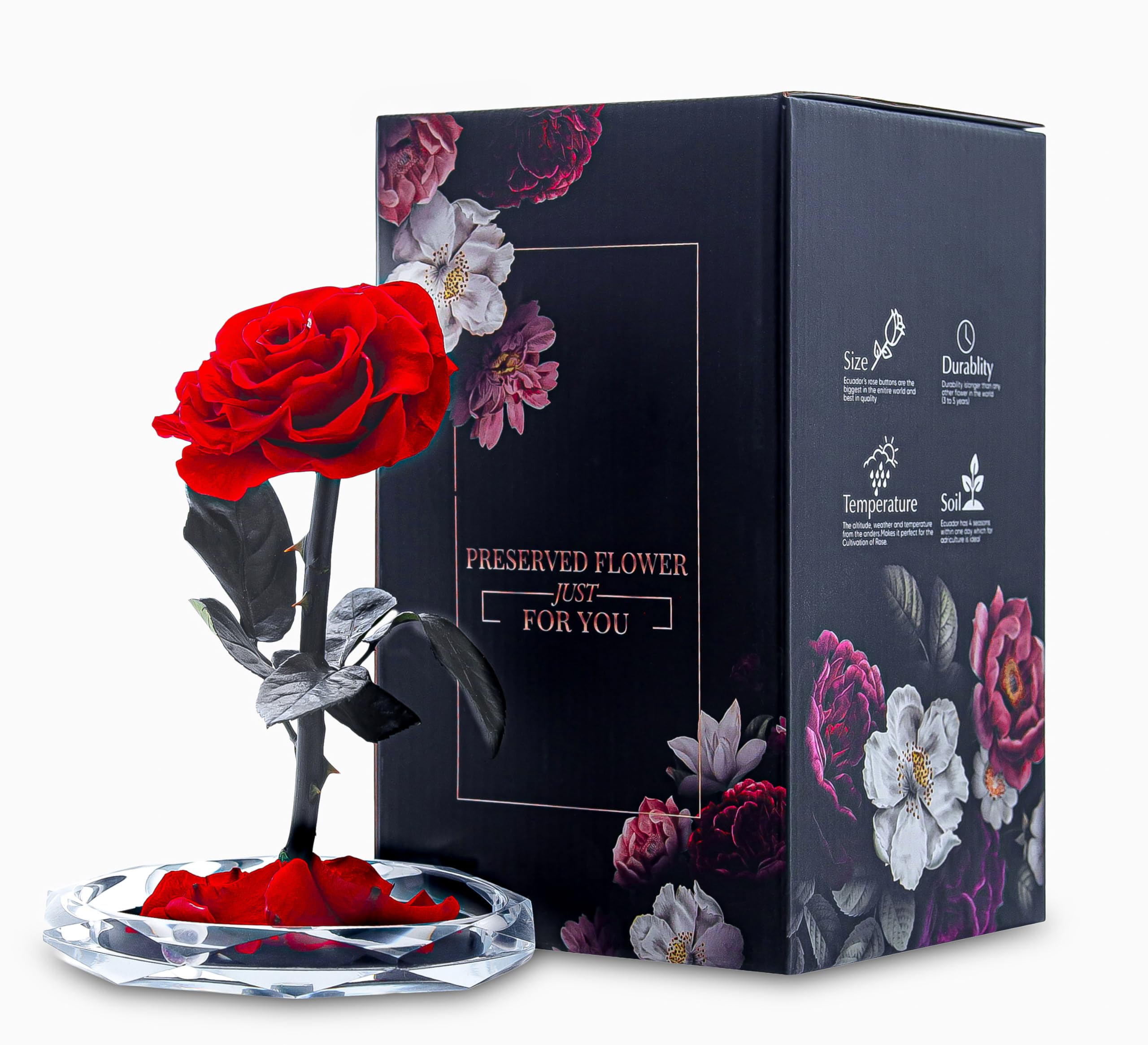 INTIGNIS Vera Rosa Conservata in Cupola di Vetro, Rosa Stabilizzata 25 cm con Fiore 8 cm, Durata Fino a 5 Anni, Base Decorativa, Idea Regalo Elegante per Lei, (Rossa)