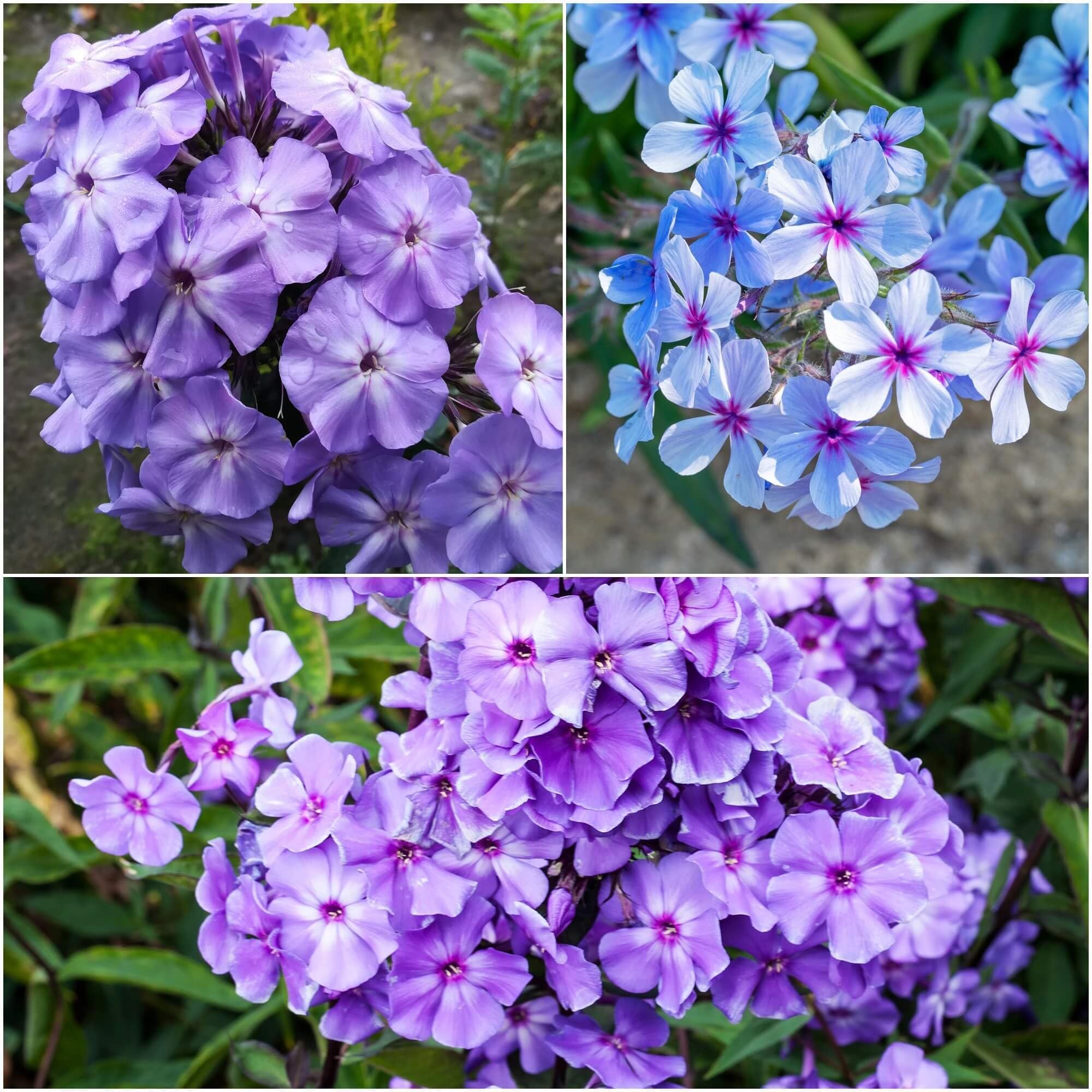 1000+ Purple Phlox Seeds for Planting - Bright Mixed Phlox Perennial Ground Cover Plant - Non GMO & Heirloom Seeds