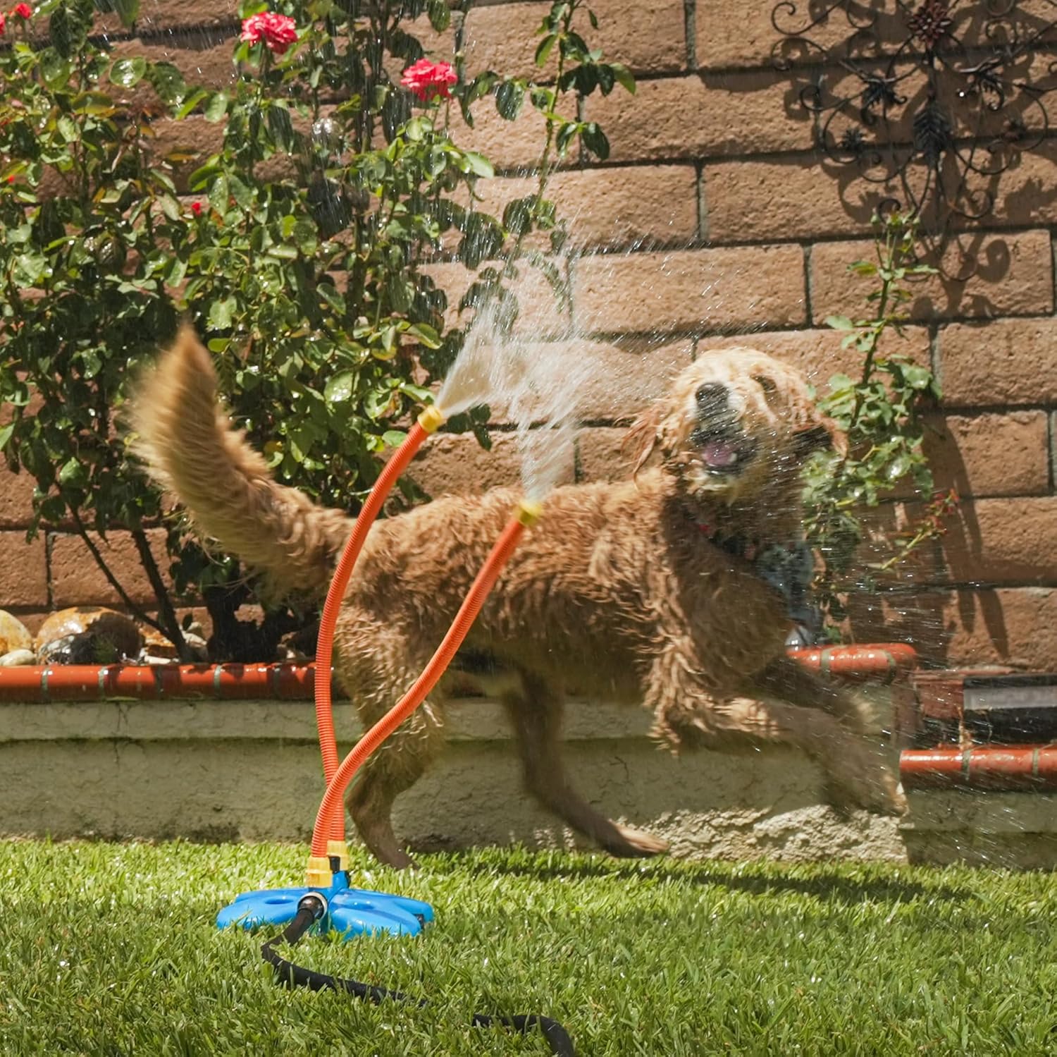 The Wave - The Ultimate Interactive Water Toy for Dogs
