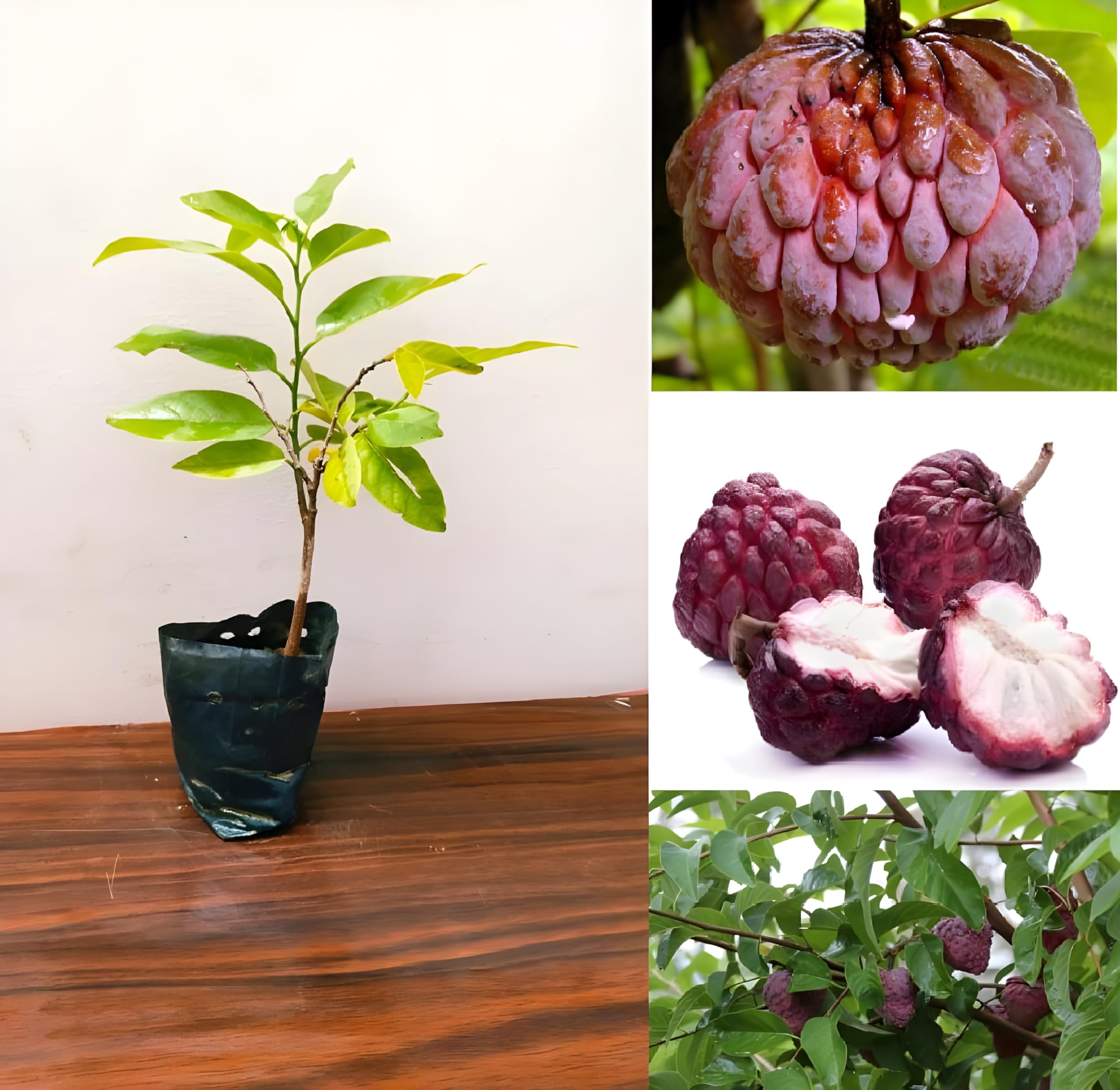 Green view "red sitaphal Custard Apple"Clone type hybrid - 1 Healthy Live Super Yielding Early Fruting red sitaphal Custard apple Fruit Plant 1-1.5 Ft Height in Nursery Grow Bag for Home Garden (B0BTM3G8B7) Amazon Price History, Amazon Price Tracker
