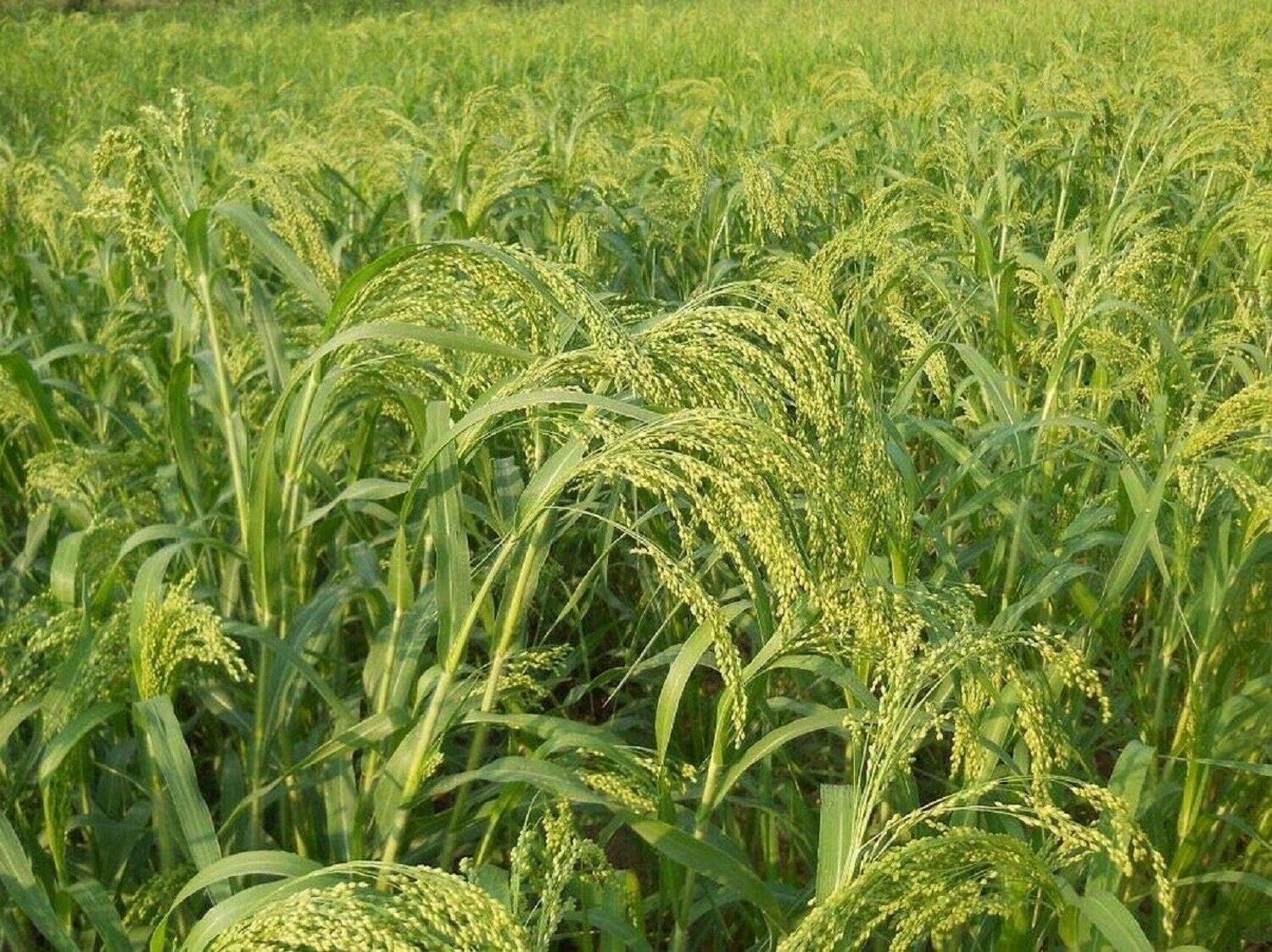 Fresh Seeds - Proso Millet 100 Seeds (for Gardening and Planting)