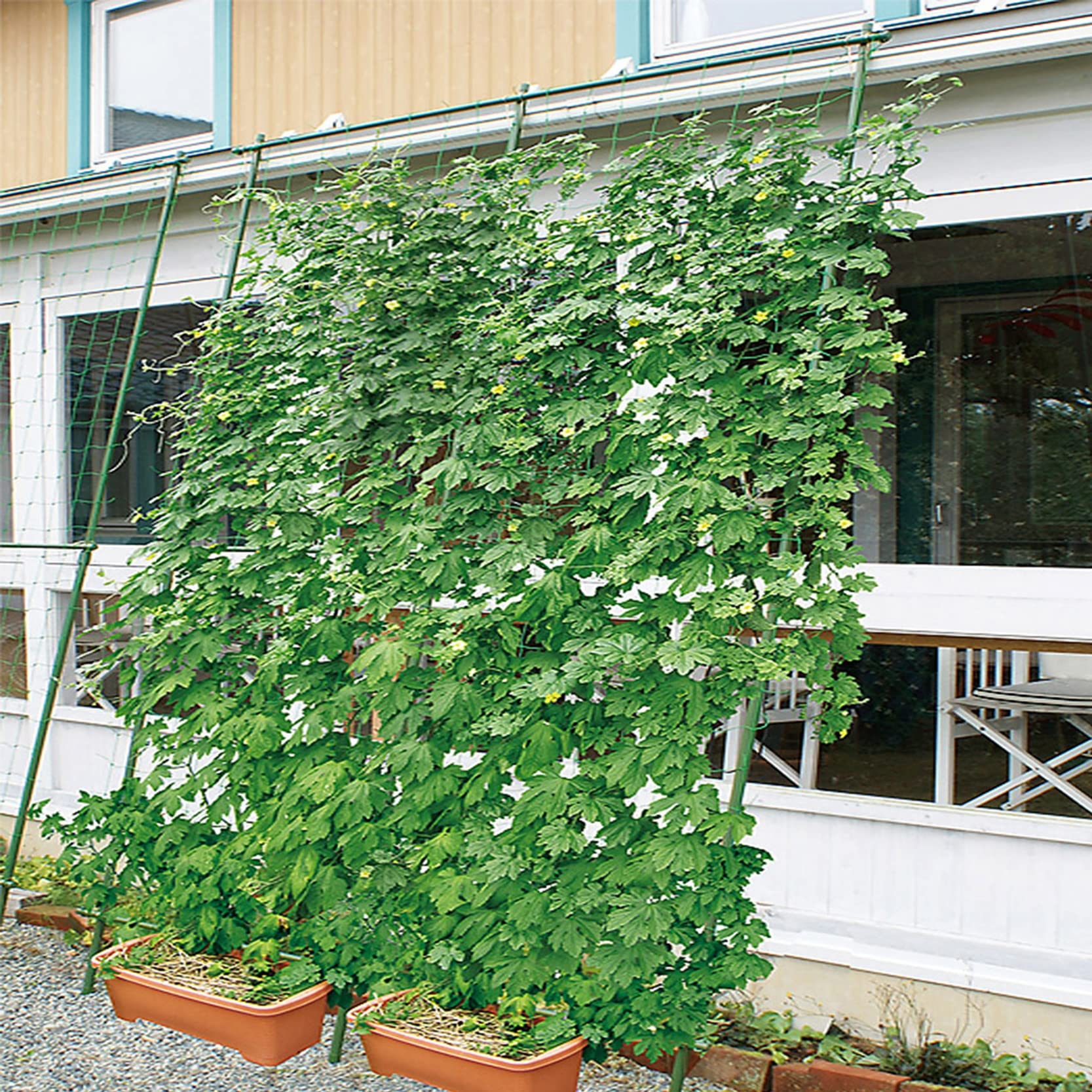 ZYFA Enrejados de jardín Reja para Plantas Rejillas Soporte para Plantas Soportes para Enredaderas Estante de Planta para Escalada, jardín, Patio, decoración, Flores,Verduras