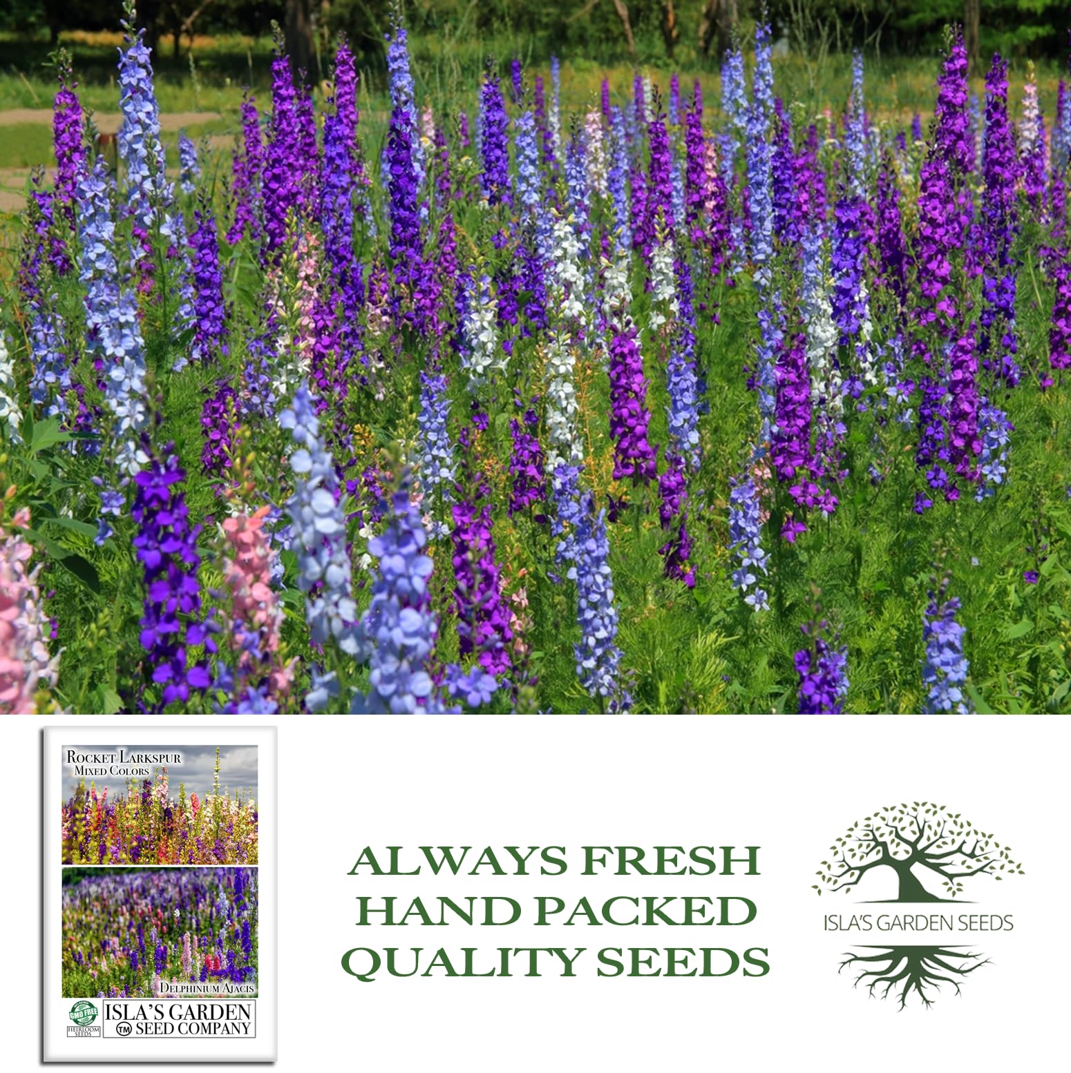 Amazon.com : Larkspur Rocket Mix Flower Seeds (Delphinium ajacis