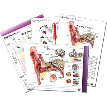 Anatomy Of The Ear Coloring Answer Key - Human Anatomy