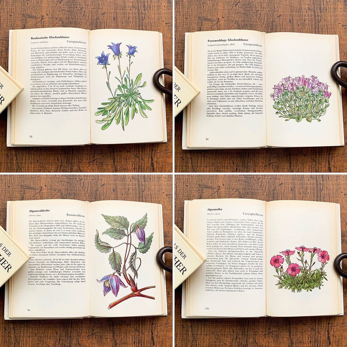 Amazon.co.jp: ドイツの古い植物図鑑(STEINGARTEN 1972年