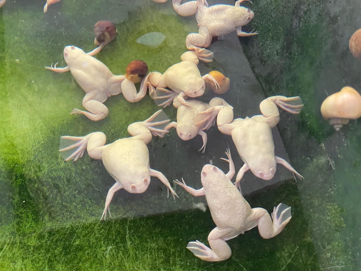 Axolotl Food Soft Moist Sinking Pellets for Axolotls,1/8" 3.2mm Rangen Salmon Sinking Soft Pellets with Squid,Shrimp & Spirulina A4R (48oz - 3 LBS)