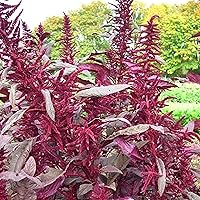 Vista 1 de Amaranto polaco orgánico - 250 mg ~ 250 semillas - Sin OMG, orgánico, reliquia, polinizado abierto - Semillas de grano de planta/Psuedo