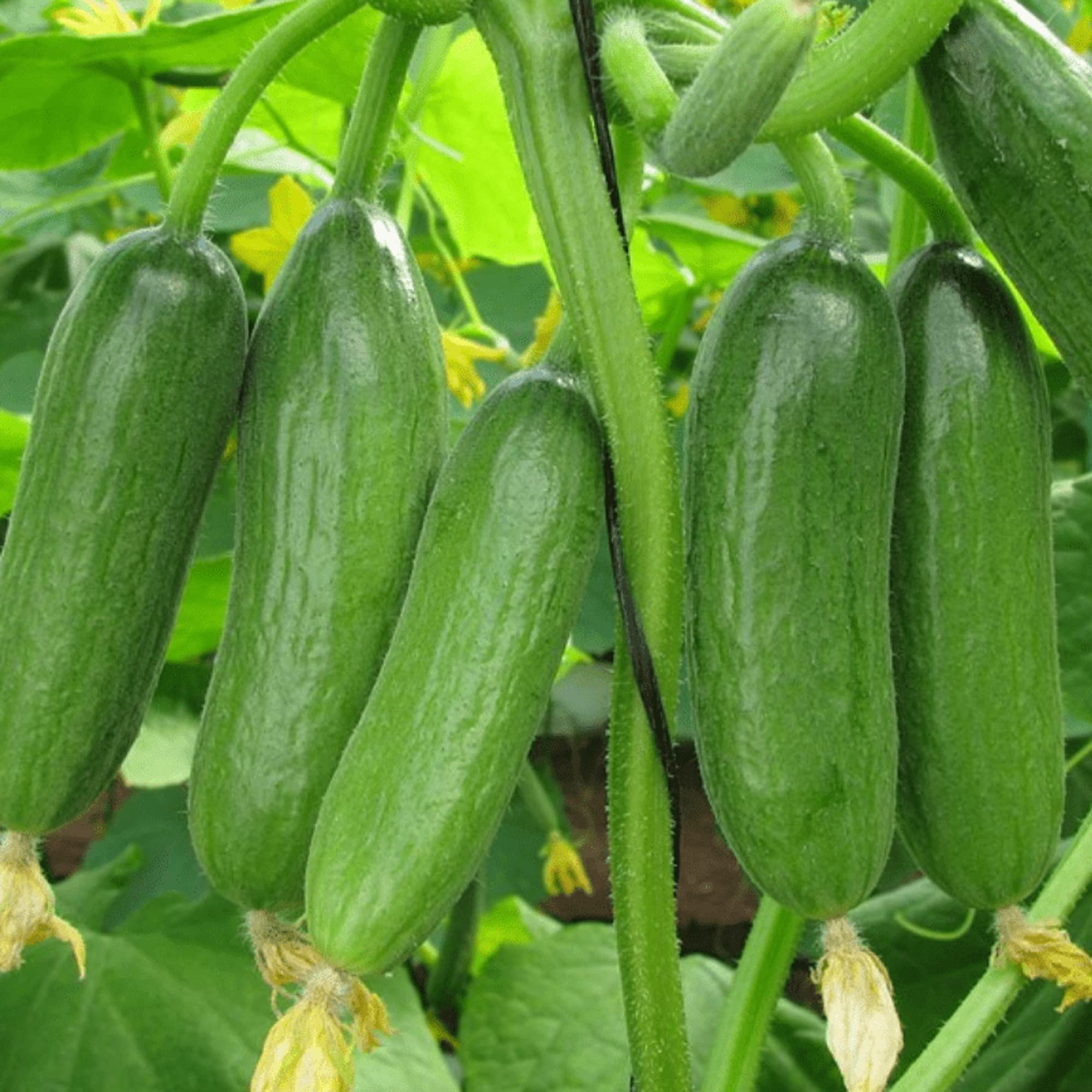 CHUXAY GARDEN Green Finger Cucumber Seed 200 Seeds Juicy Crisp Juicy Vegetable Fast Growing & Maintain