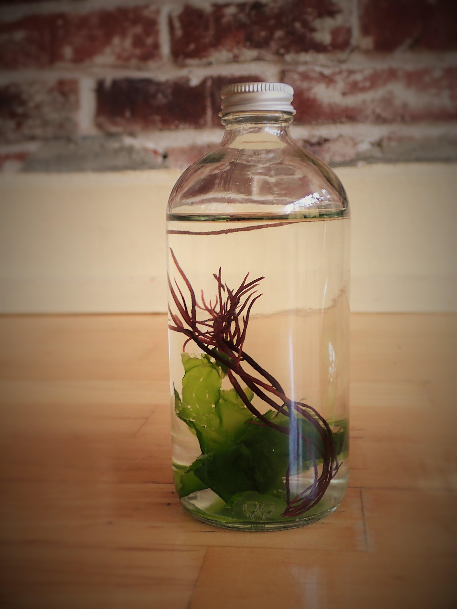 Cultured Algae: Living Art Collection - "Sea Shore" Bottle
