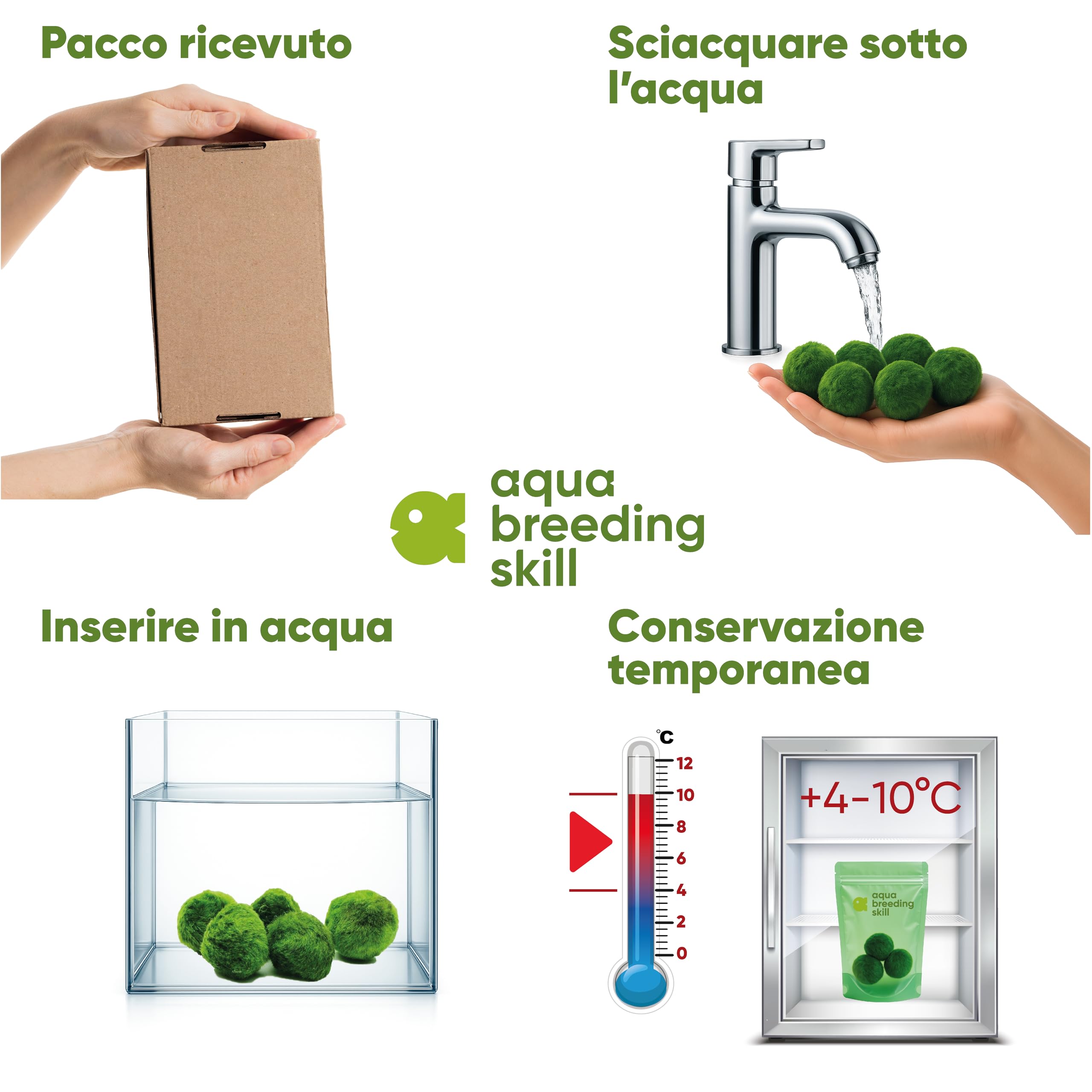 AquaBreedingSkill Set di 3 alga palla Marimo viva 4–5 cm – piante vere per acquario dolce, pianta acquario vera naturale, marimo alga regalo