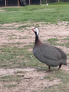 Guinea fowl Egg
