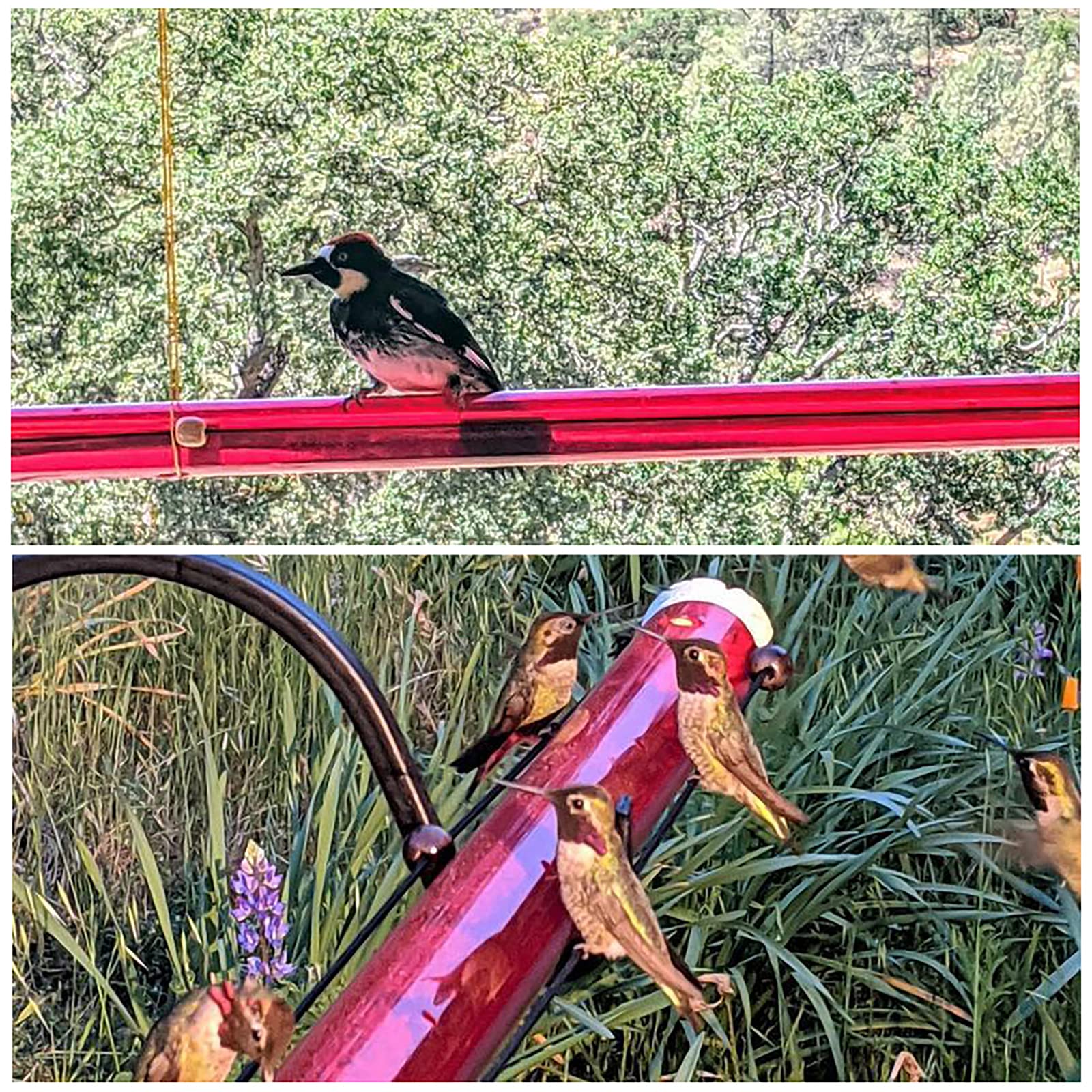 Hummingbird Feeder for Outdoors Hanging, JIDIMI Wild Bird Feeders with Hole, Red Transparent Tube, Easy to Use & Clean, Hummingbird feeders for Window, Patio, Garden, Yard, Deck, Farm (Red, 23.6 in)