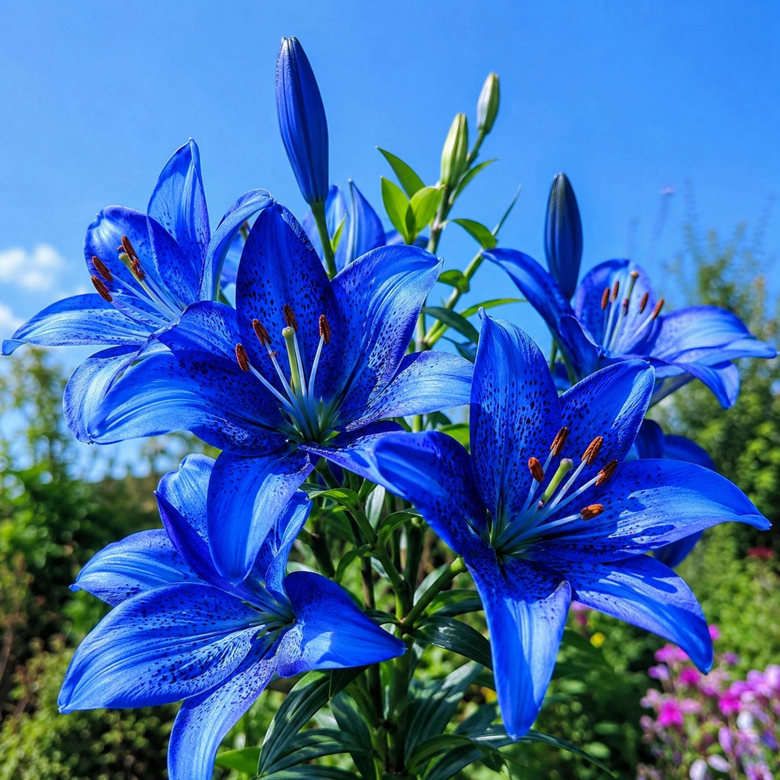Lilien Zauberhafte Gartengestaltung -Kunst Design-Lily-Schick-Hochwertige Dekoration-10zwiebeln-c