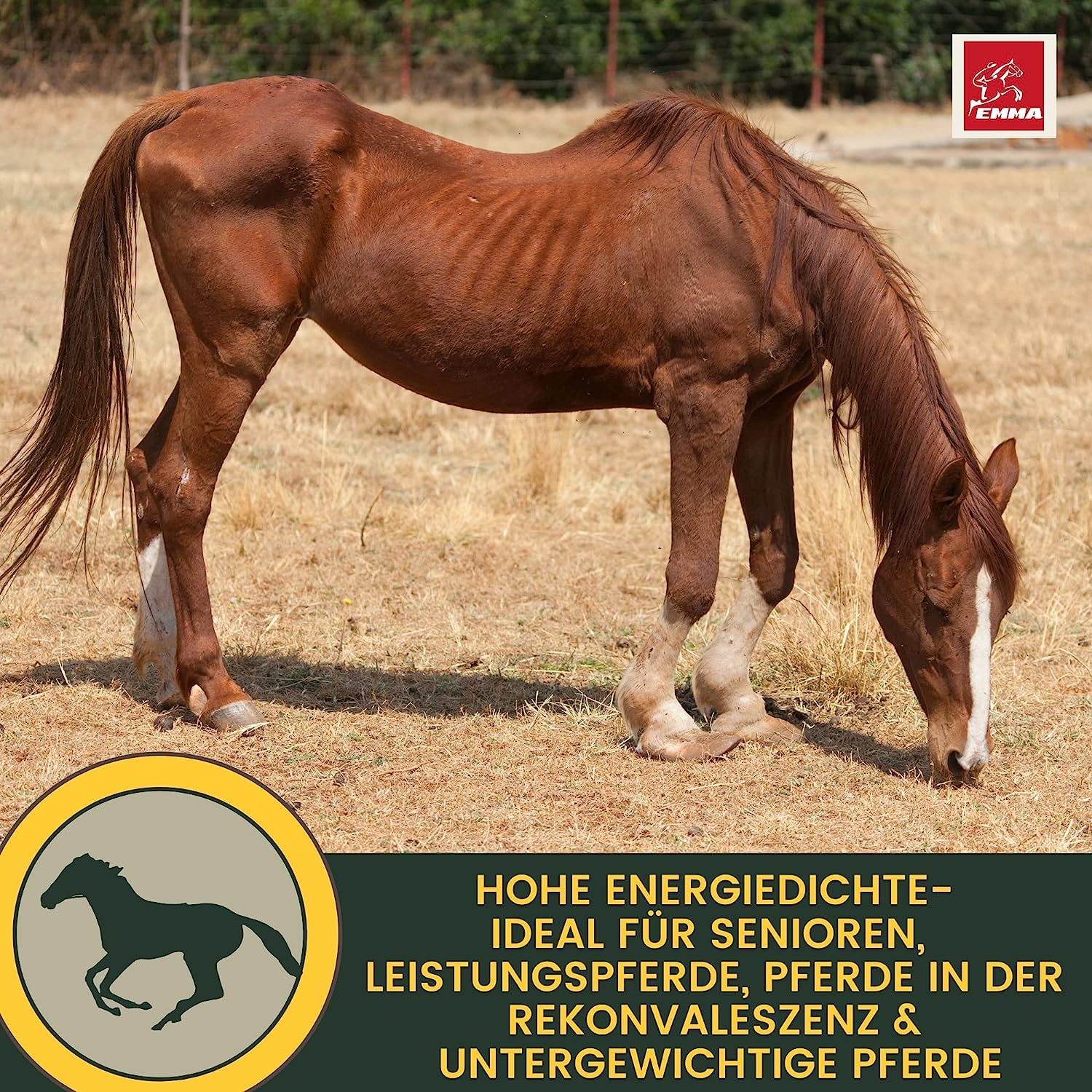 Amino Pâte pour cheval 4 × 30 ml – Acides aminés pour chevaux avec L-carnitine & vitamine E – Renforcement et régénération musculaire – Pâte vitaminée Muscle Booster Alternative à la poudre de