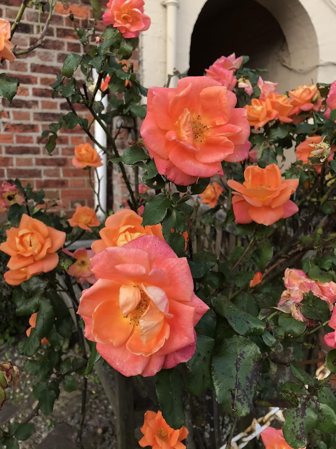 2 x 'Samaritan' Hybrid T Roses (Bare Rooted) Free UK Postage : Amazon ...