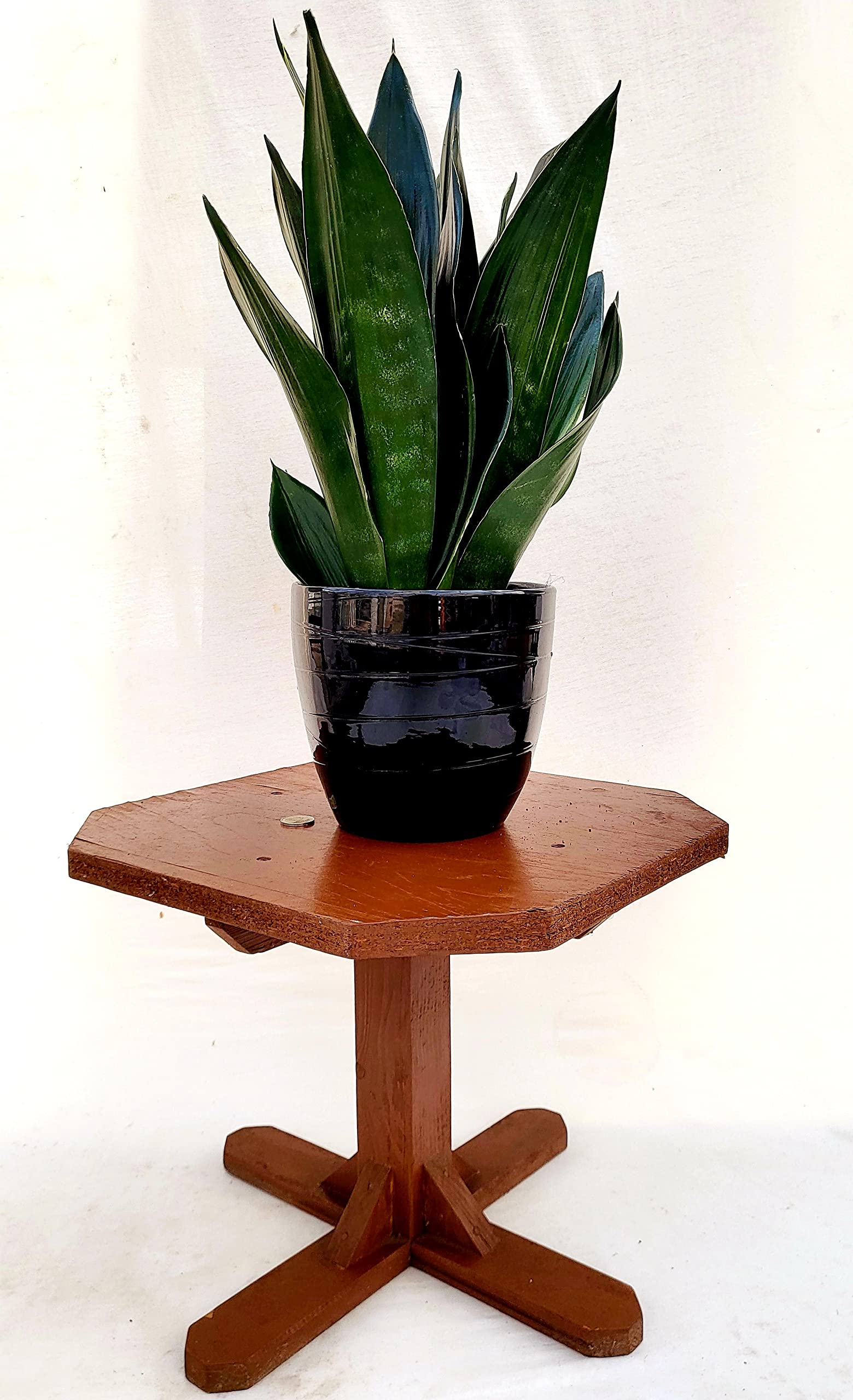POWERS TO FLOWERS - SANSEVERIA LAURENTII BLACK DIAMOND XXL IN VASO CERAMICA NERO A RIGHE, VASO 20CM DIAMETRO, ALTEZZA 50CM, pianta vera