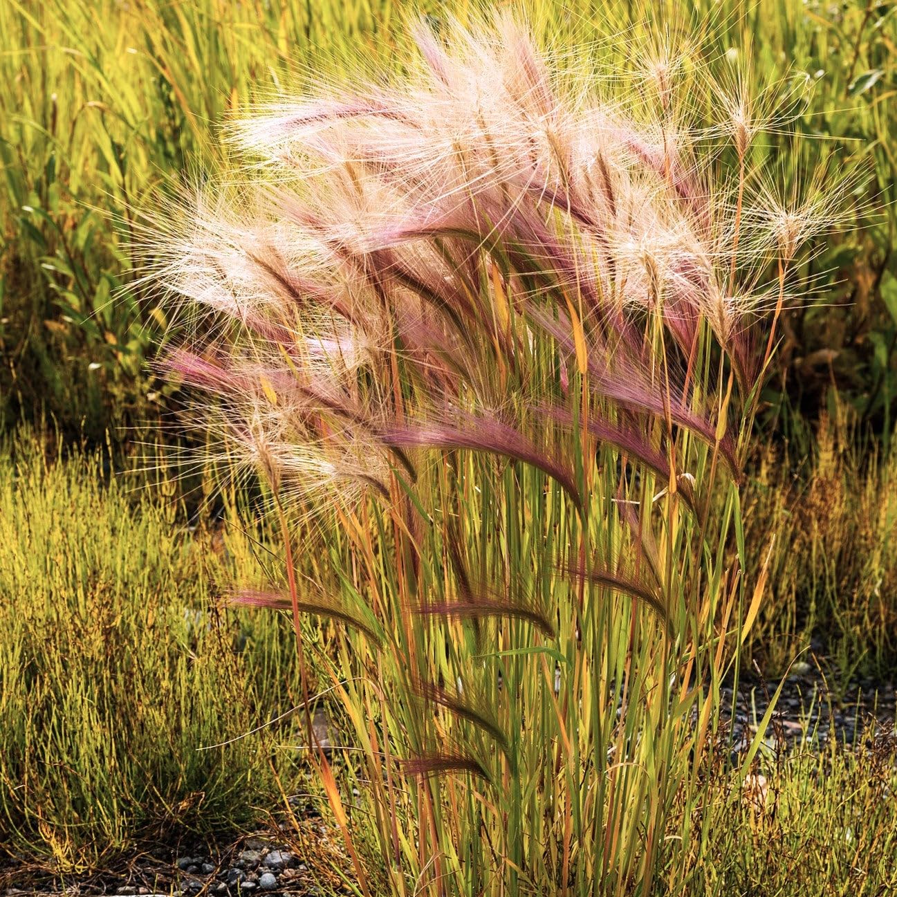 TomorrowSeeds - Squirrel Tail Grass Seeds - 1500+ Count - for 2026 Planting Foxtail Barley Bobtail Intermediate Landscape Hordeum Jubatum Dried Flower Bunny Prairie Garden Ornamental Heirloom