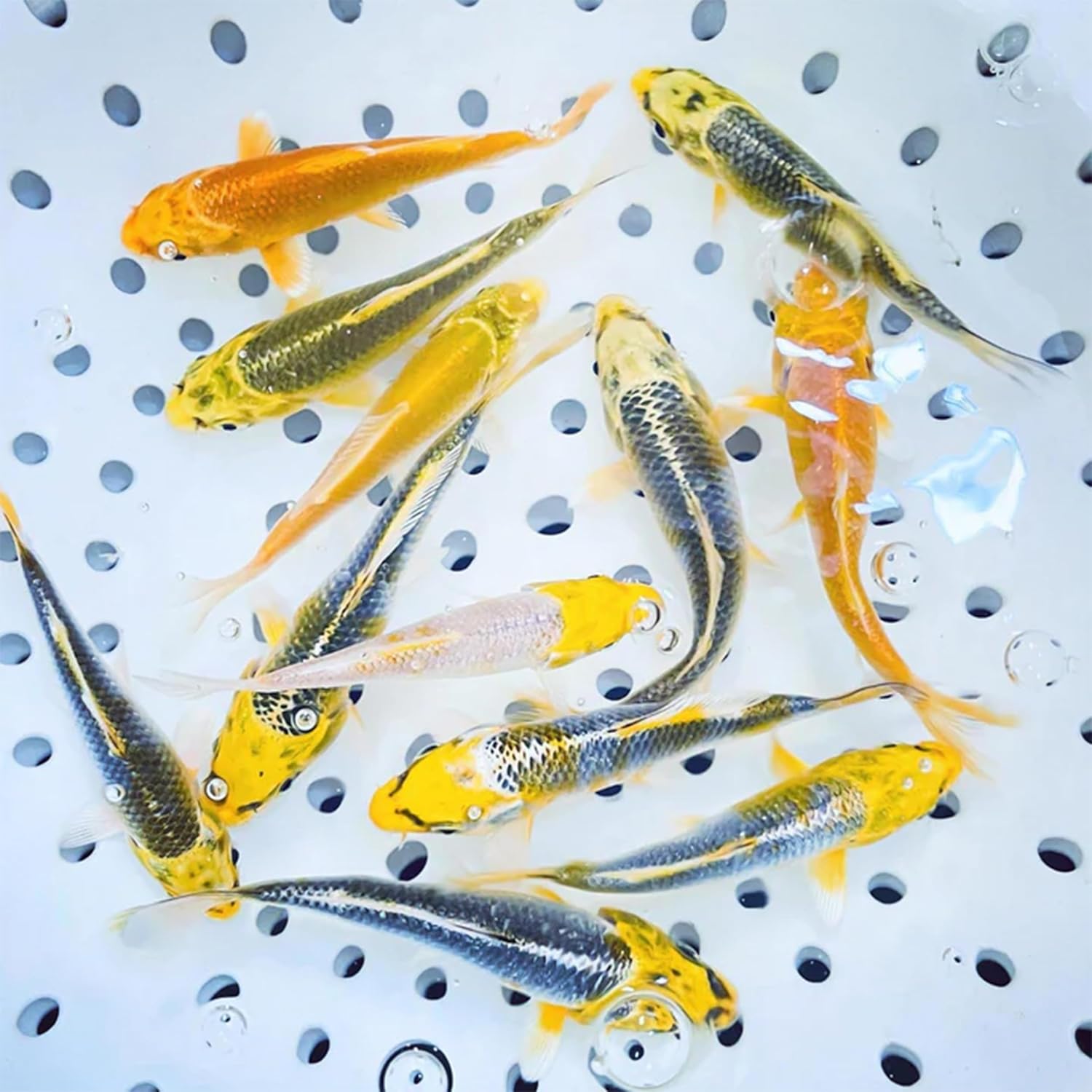 Toledo Goldfish Live Sunshine Yellow Koi, Mix of Standard or Butterfly Fin Species, Perfect for Ponds, Tanks, and Aquariums - 4-5 Inches, 10 Count