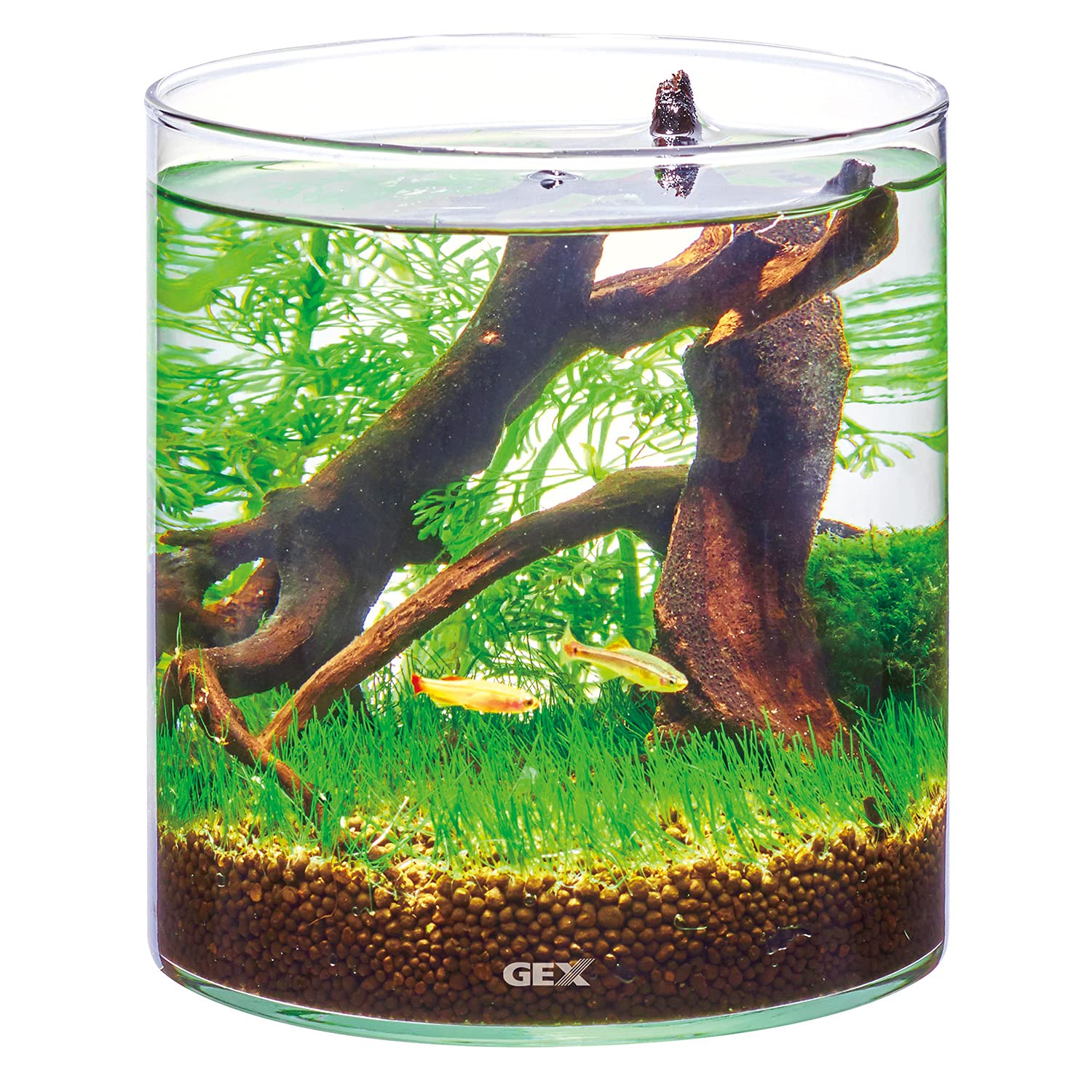 Amazon.co.jp: GEX AQUARIUM グラスアクアリウム ポット : Pet Supplies