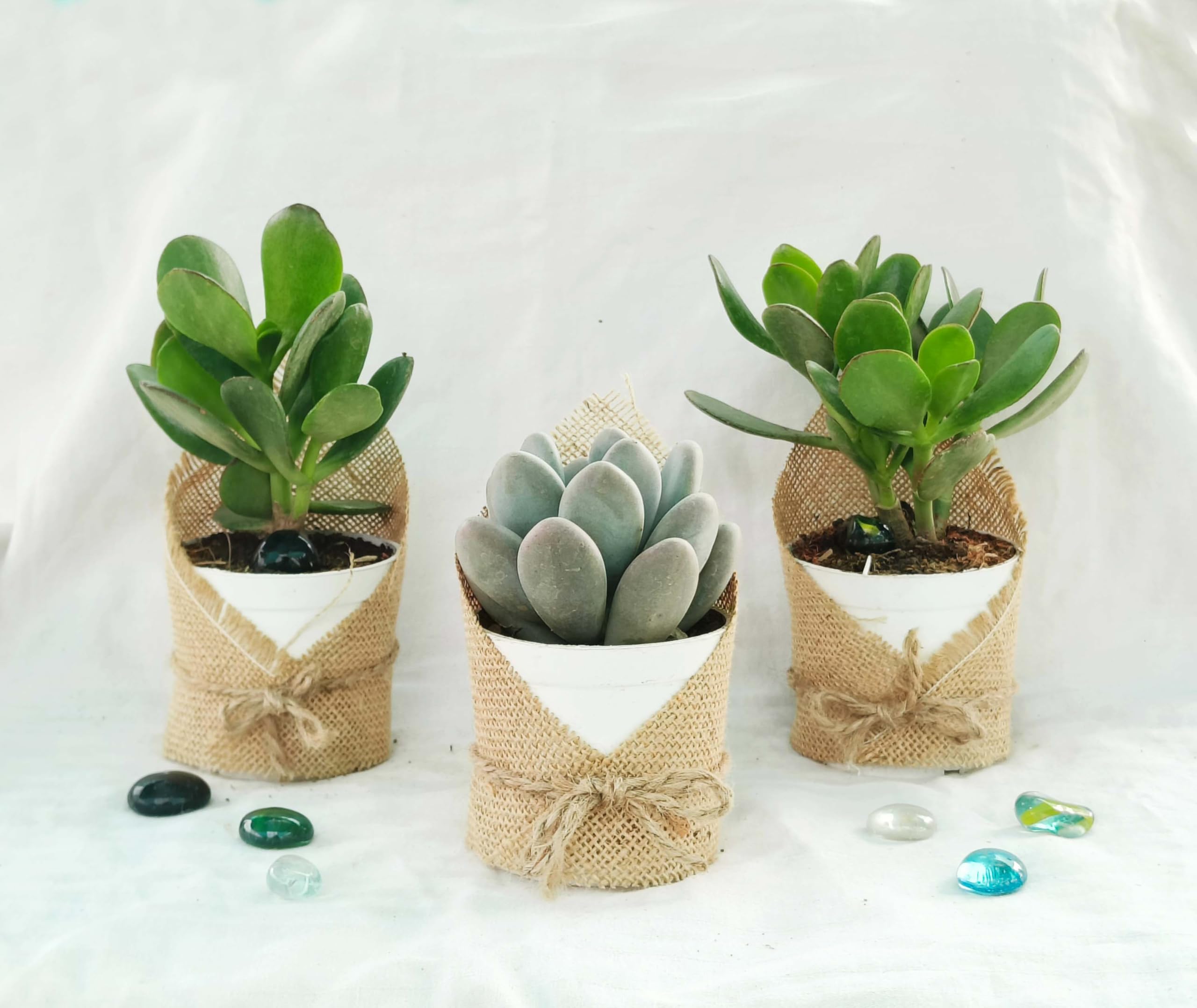 Corporate gifting Succulent Plant Combo set of 30 with Pot, live succulent plants.-image-7