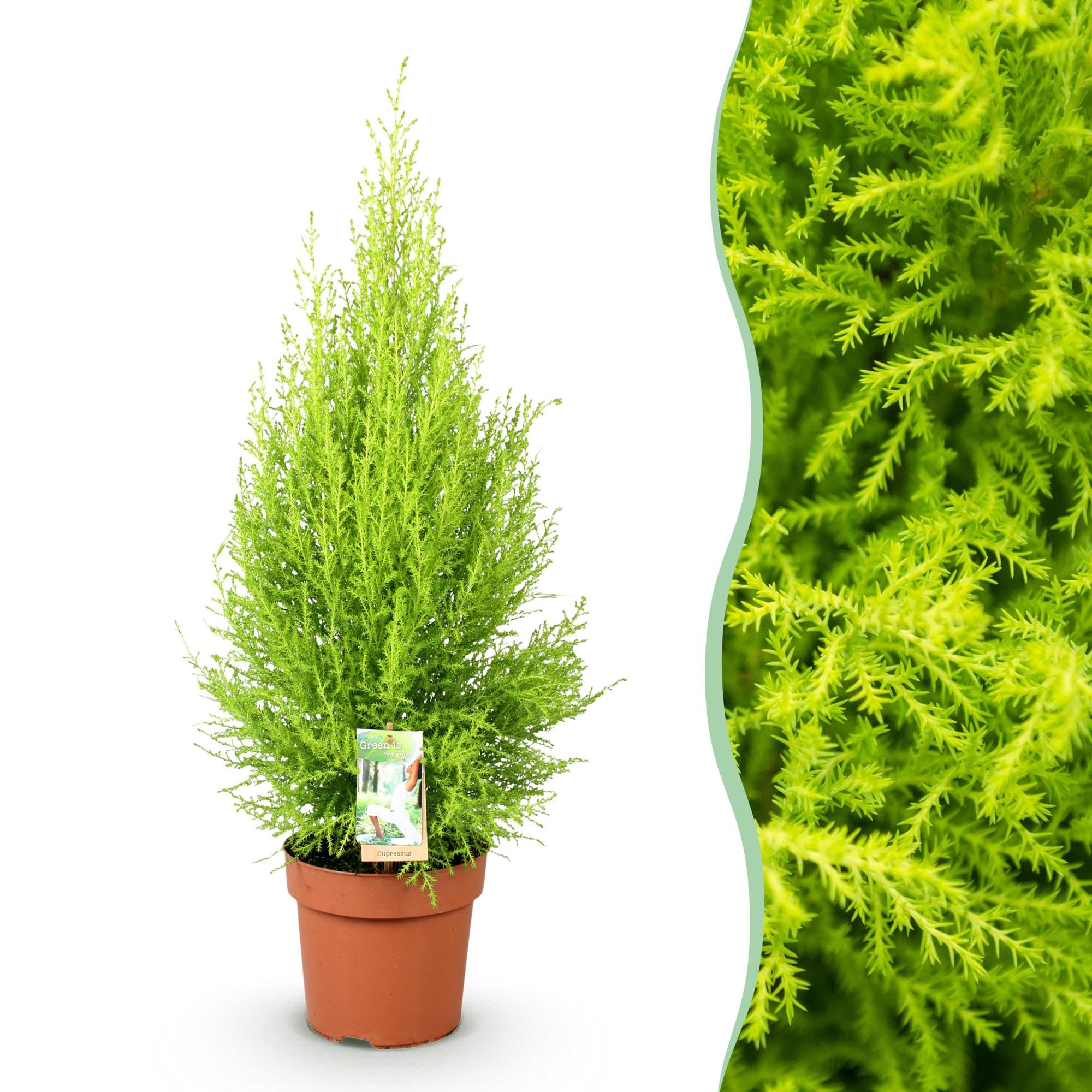 Cupressus Gold Crest Wilma – igfera pokojowa – 21 cm – wysokość 85-95 cm – łatwa w pielęgnacji, złoto-zielona roślina do salonu, biura i nowoczesnych wnętrz