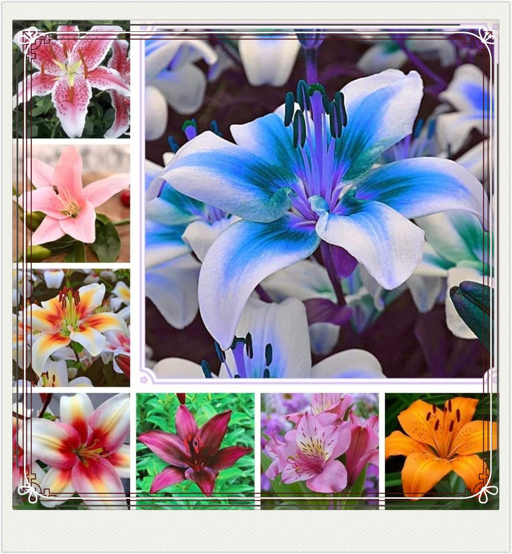 Amazon｜百合 球根 ユリの球根 ゆり球根 多年生 庭の装飾-2球根