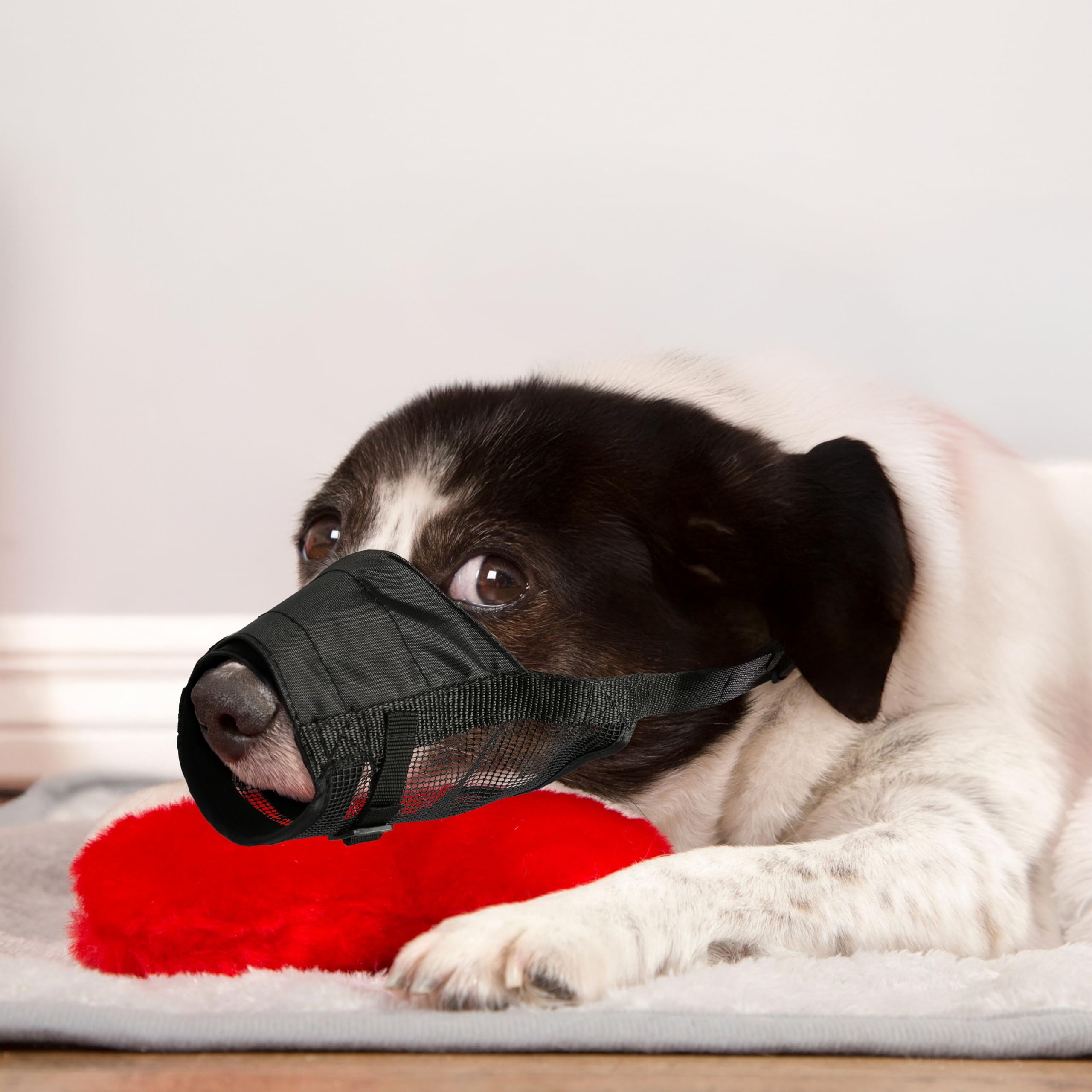 Dingo Weiches Nylon Maulkorb mit atmungsaktivem Netz für kleine Rassen, Welpen, Jack Russel Terier Dackel Verstellbarer Halsgurt, Schwarz 16773-2 Haustier