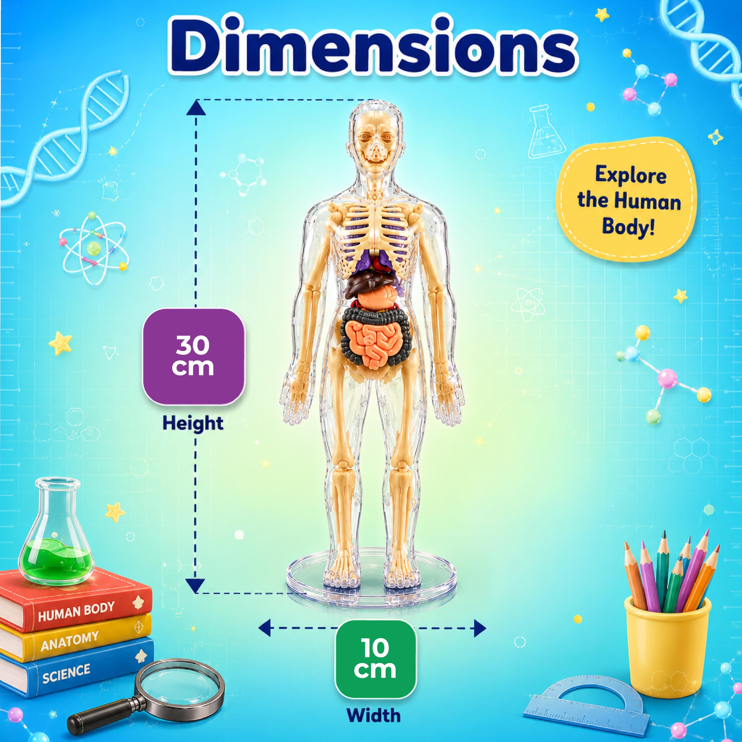 Lifelong Labs Anatomy Kit | 29-Piece Anatomy Kit with Skeleton, Organs, Body Parts | Human Body 3D Puzzle, STEM Science Toy | Skeleton Model Detachable Bones | Body Parts Toy for Kids Ages 5-12 Yrs — Amazon image 4