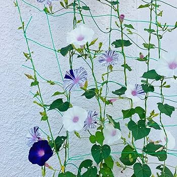 江戸風情　あさがお　朝顔　5苗 Amazon.co.jp: 朝顔の種 江戸風情 50粒+α あさがお : DIY・工具