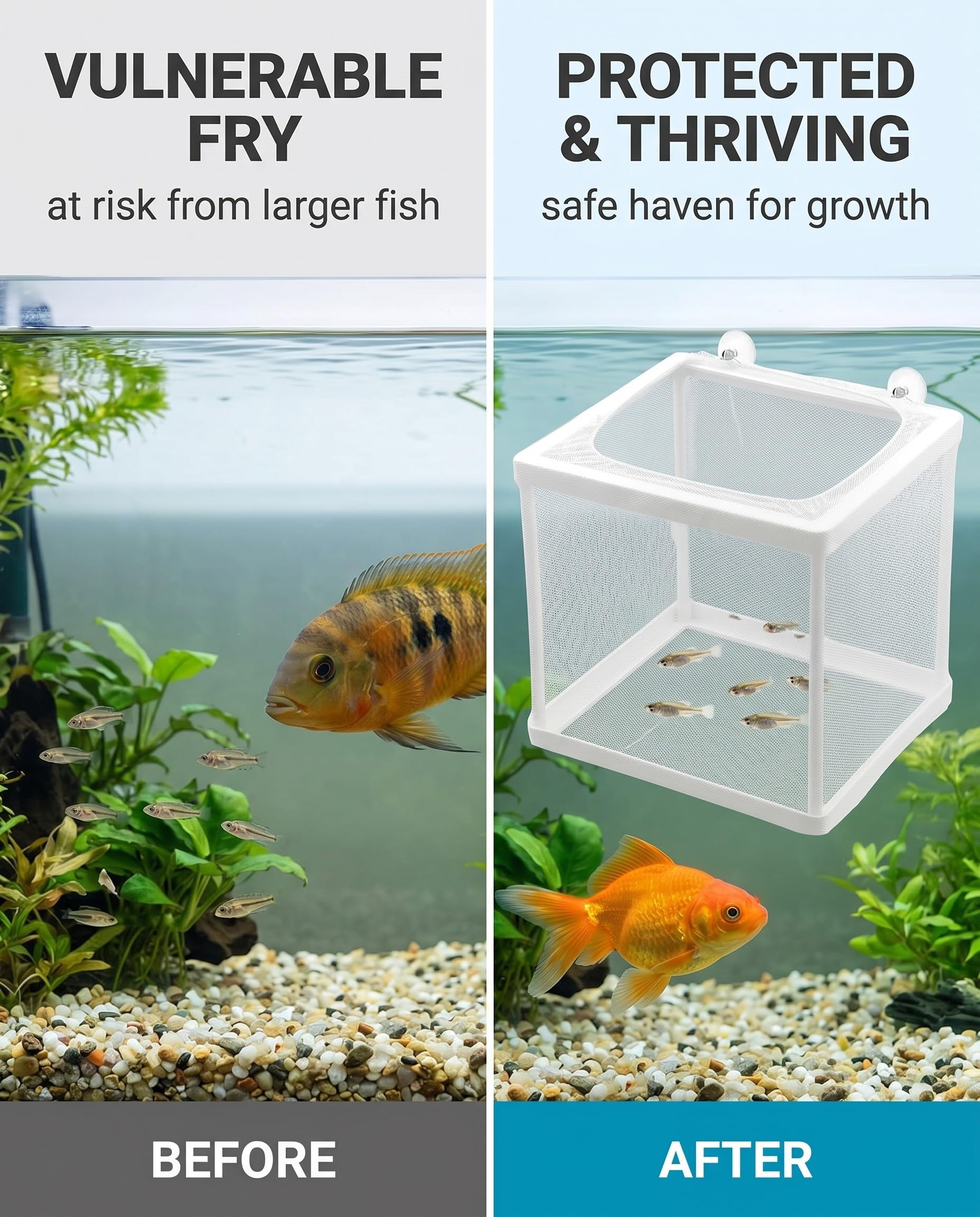 Scatola Di Allevamento Di Pesci, Incubatore Di Pesce Scatola, Isolamento Allevatore, Acquario Serbatoio Da Incubazione, Maglia Per Acquario Con Ventosa, Vivaio Di Pesci Acquario Rete