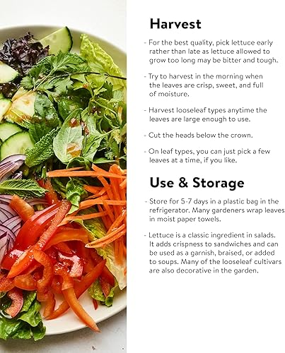 Miniatura 3 de Burpee Semillas de lechuga Looseleaf Blend 1500 semillas