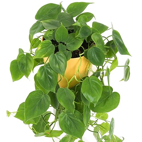 1 x Philodendron Scandens | Plante Grimpante d'intérieur dans un Pot